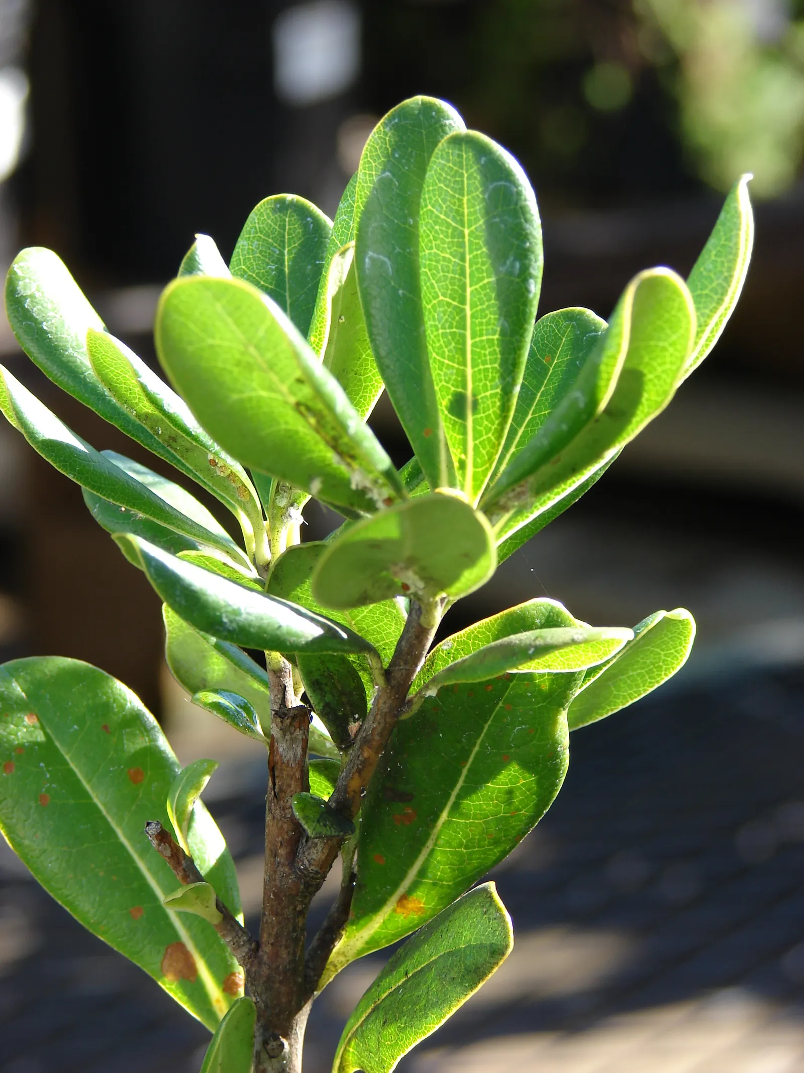 Cheesewood (Pittosporum Viridiflorum) — typically around 10 to 15 feet