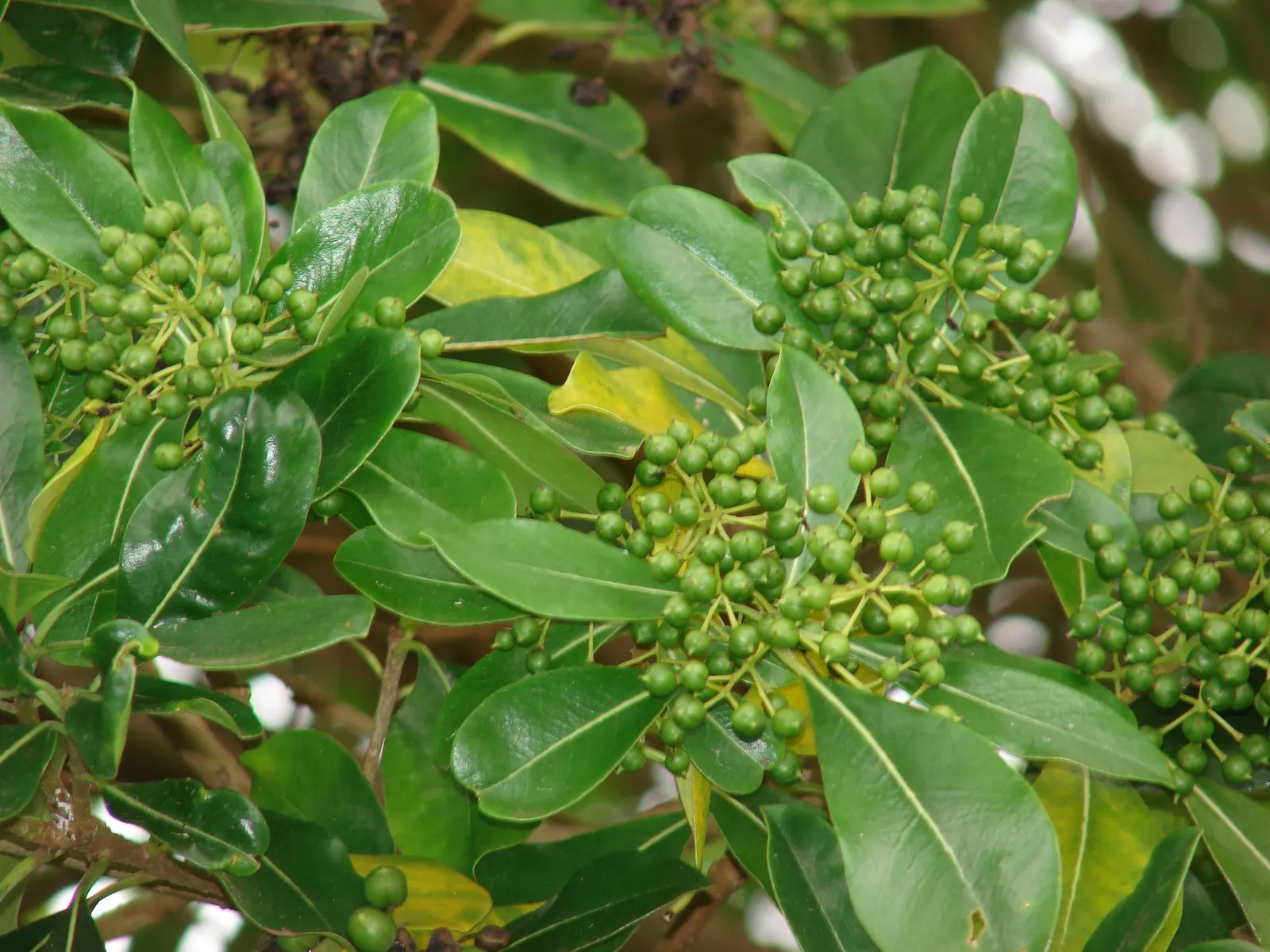 Cheesewood (Pittosporum Viridiflorum) — and are followed by yellow; ideal for screens and hedges, its compact growth habit requires minimal pruning, image 172
