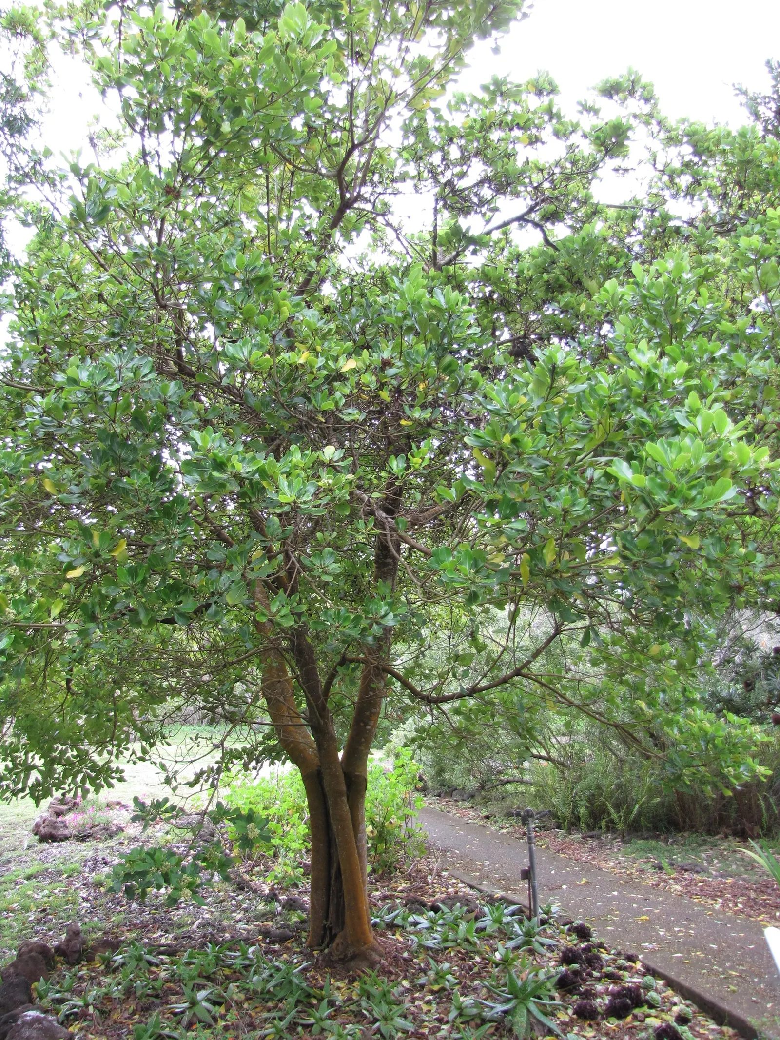 Cheesewood (Pittosporum Viridiflorum) — is a versatile evergreen shrub that reaches up to 15 feet in height; its growth rate is moderate, and it, image 158