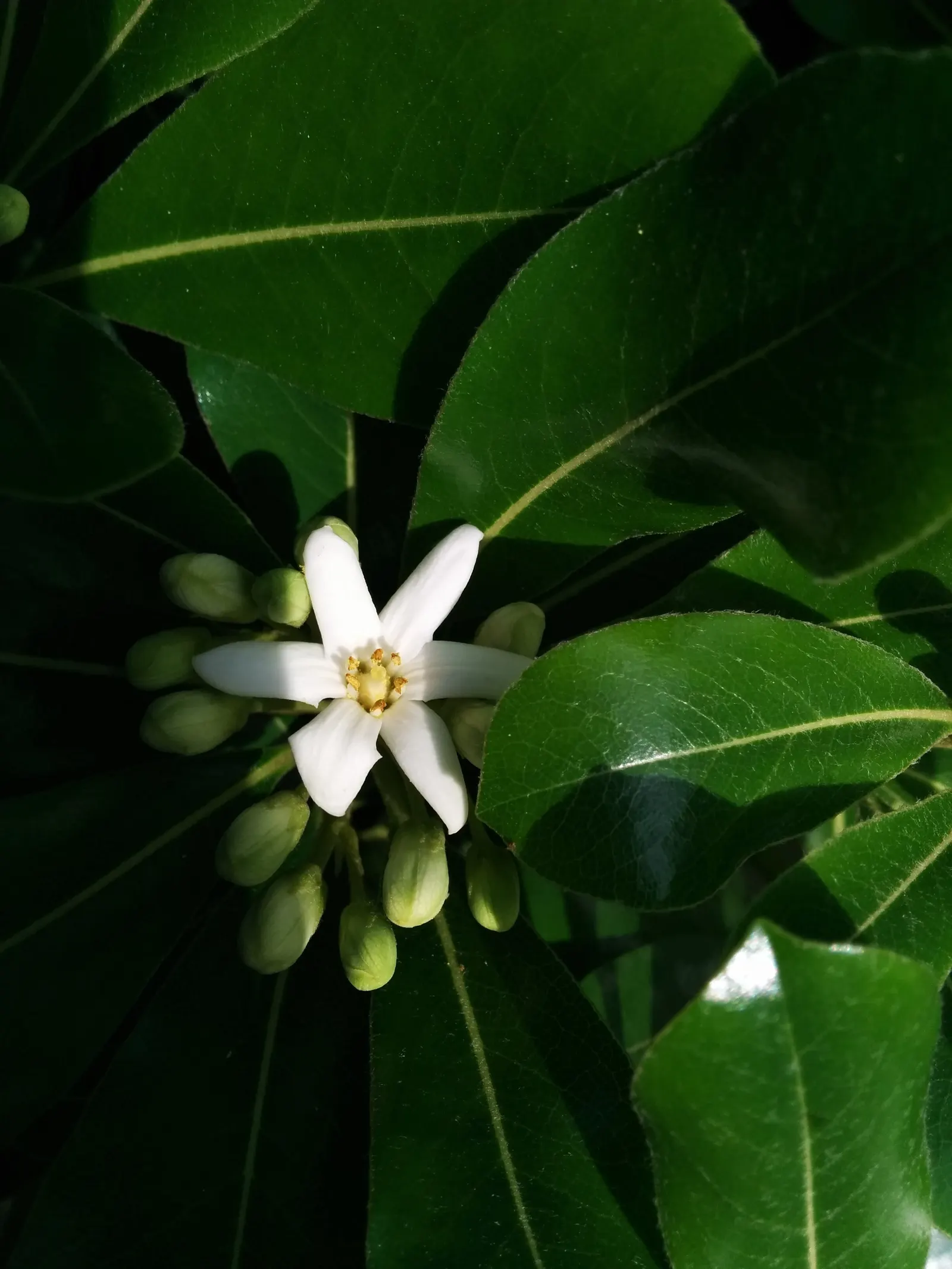 Cheesewood (Pittosporum Viridiflorum) — Given its size and aesthetic appeal