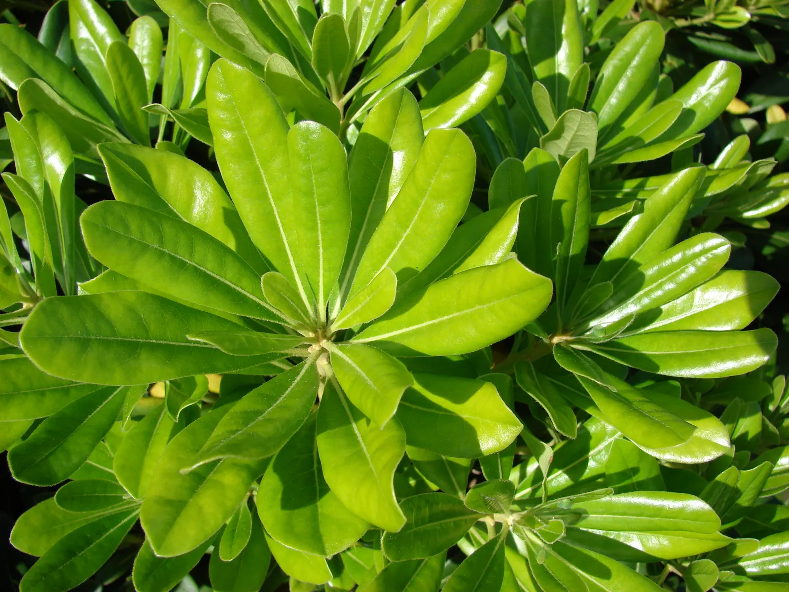 Cheesewood (Pittosporum Viridiflorum) — Its dense, glossy green foliage and small, fragrant yellow-green flowers add texture and aroma to, image 55