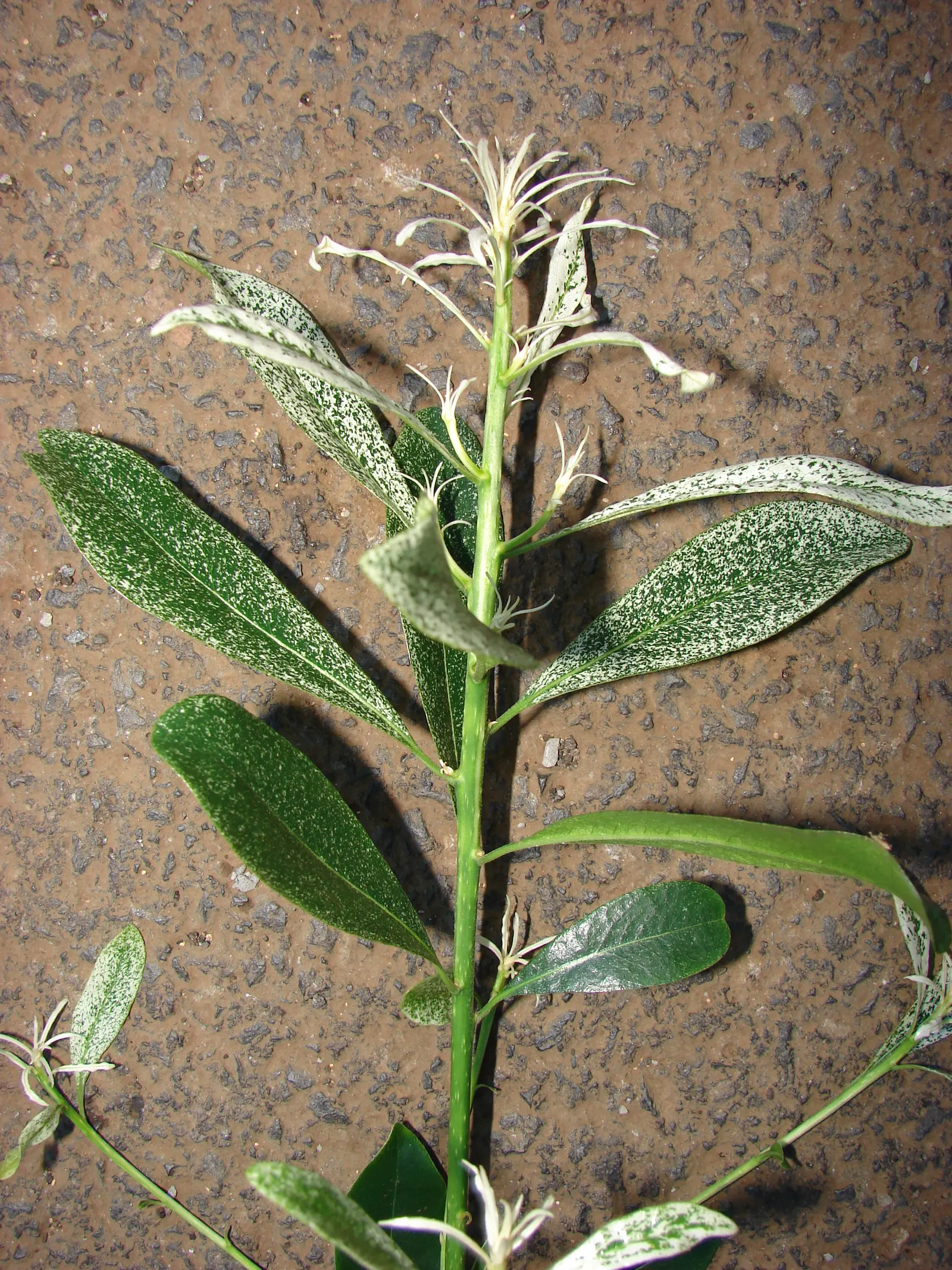 Cheesewood (Pittosporum Viridiflorum) — nestled among the foliage; white flowers in the garden, image 171