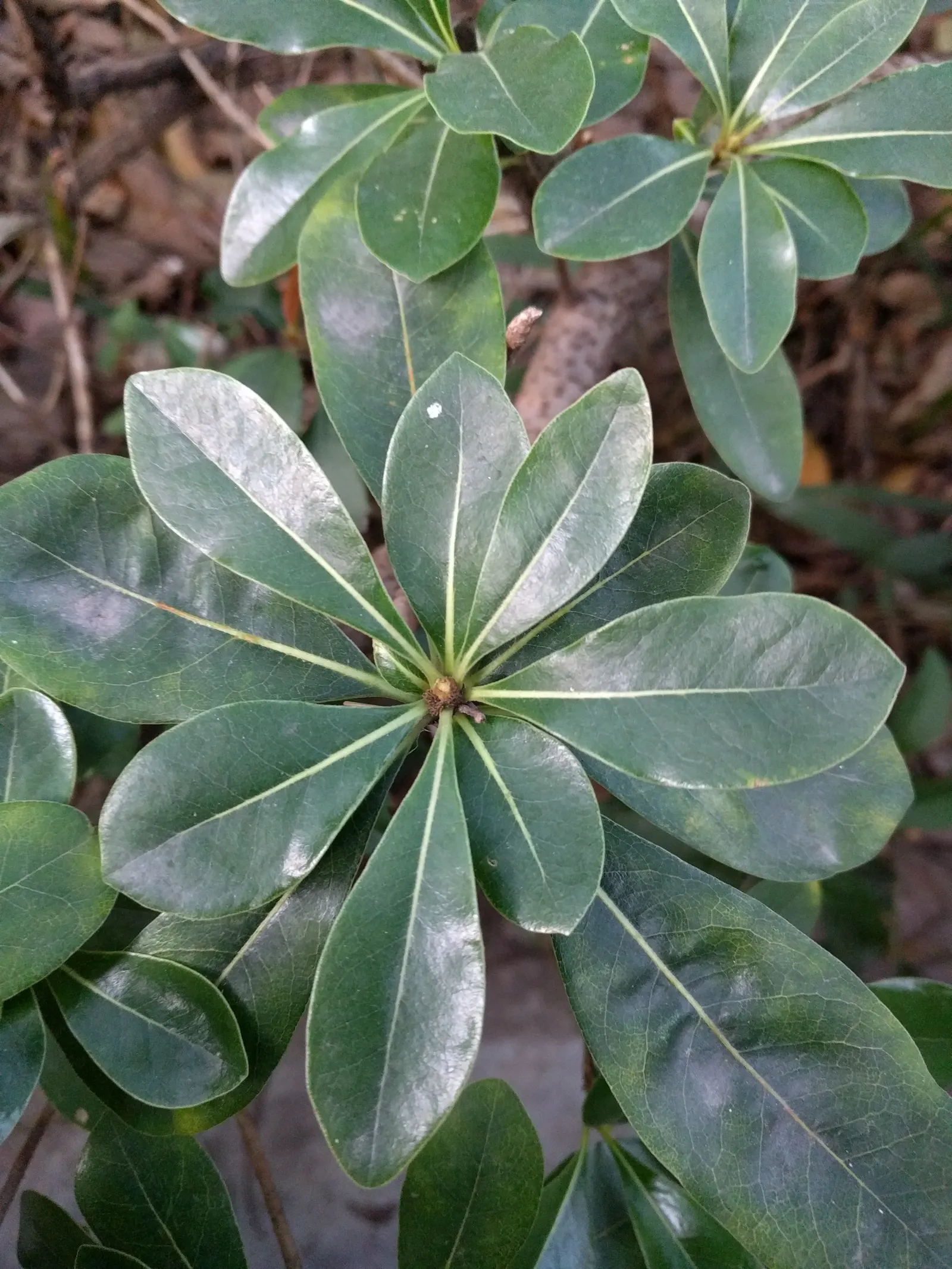 Cheesewood (Pittosporum Viridiflorum) — Hardy and low-maintenance, it's a superb choice for varied designs; and mildly fragrant flowers, image 58