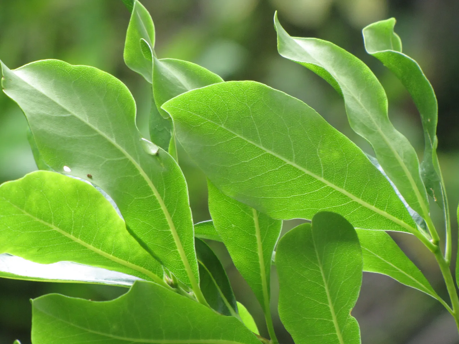 Cheesewood (Pittosporum Viridiflorum) — commonly referred to as Cheesewood; typically around 10 to 15 feet, image 163