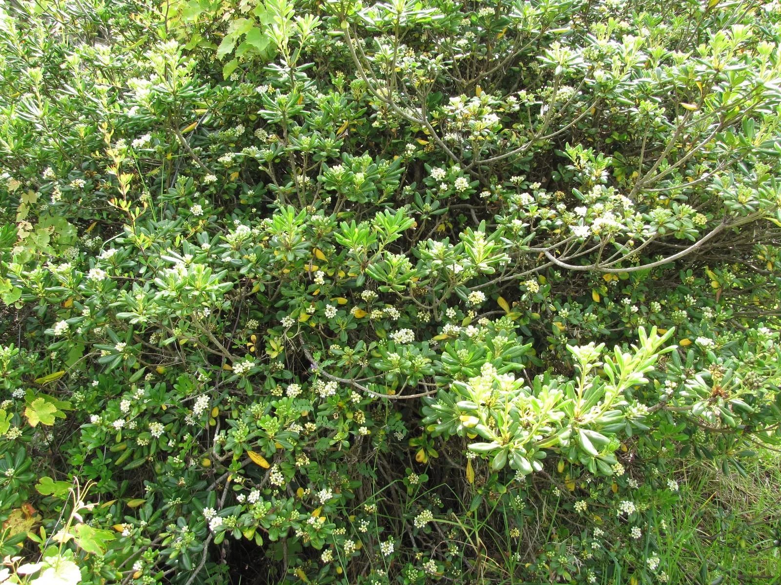 Cheesewood (Pittosporum Viridiflorum) — is a versatile evergreen shrub that reaches up to 15 feet in height; its growth rate is moderate, and it thrives in