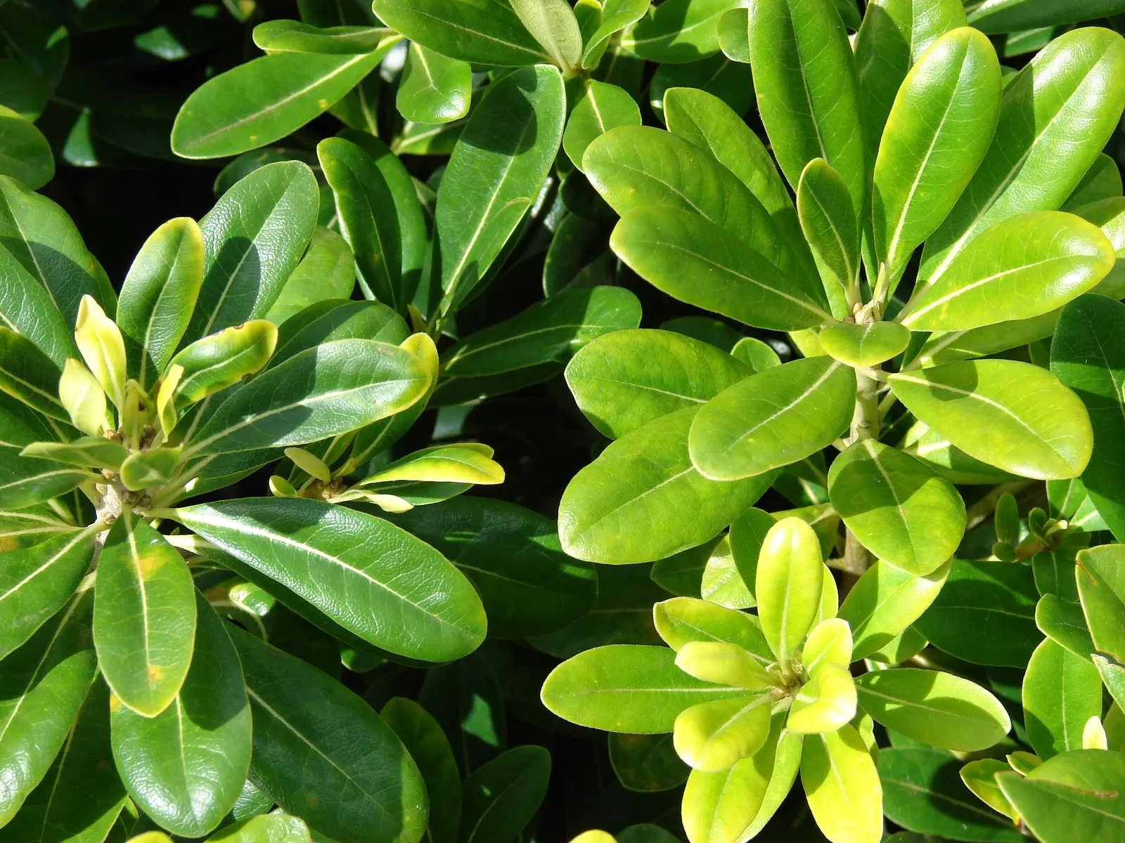 Cheesewood (Pittosporum Viridiflorum) — allowing for the maintenance of desired shapes and sizes within the landscape design