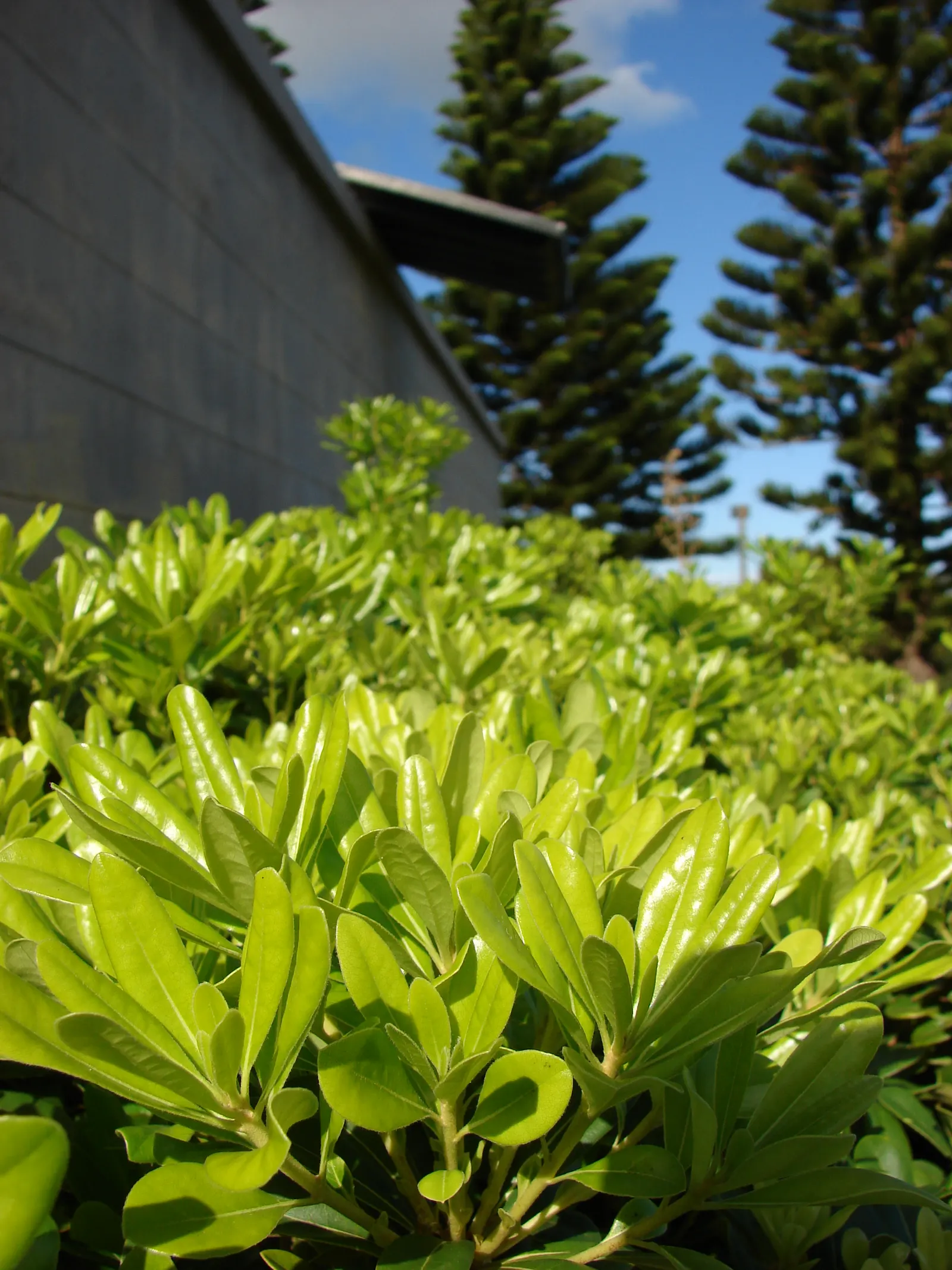 Cheesewood (Pittosporum Viridiflorum) — Ideal for screens and hedges, its compact growth habit requires minimal pruning; hardy and low-maintenance, image 57
