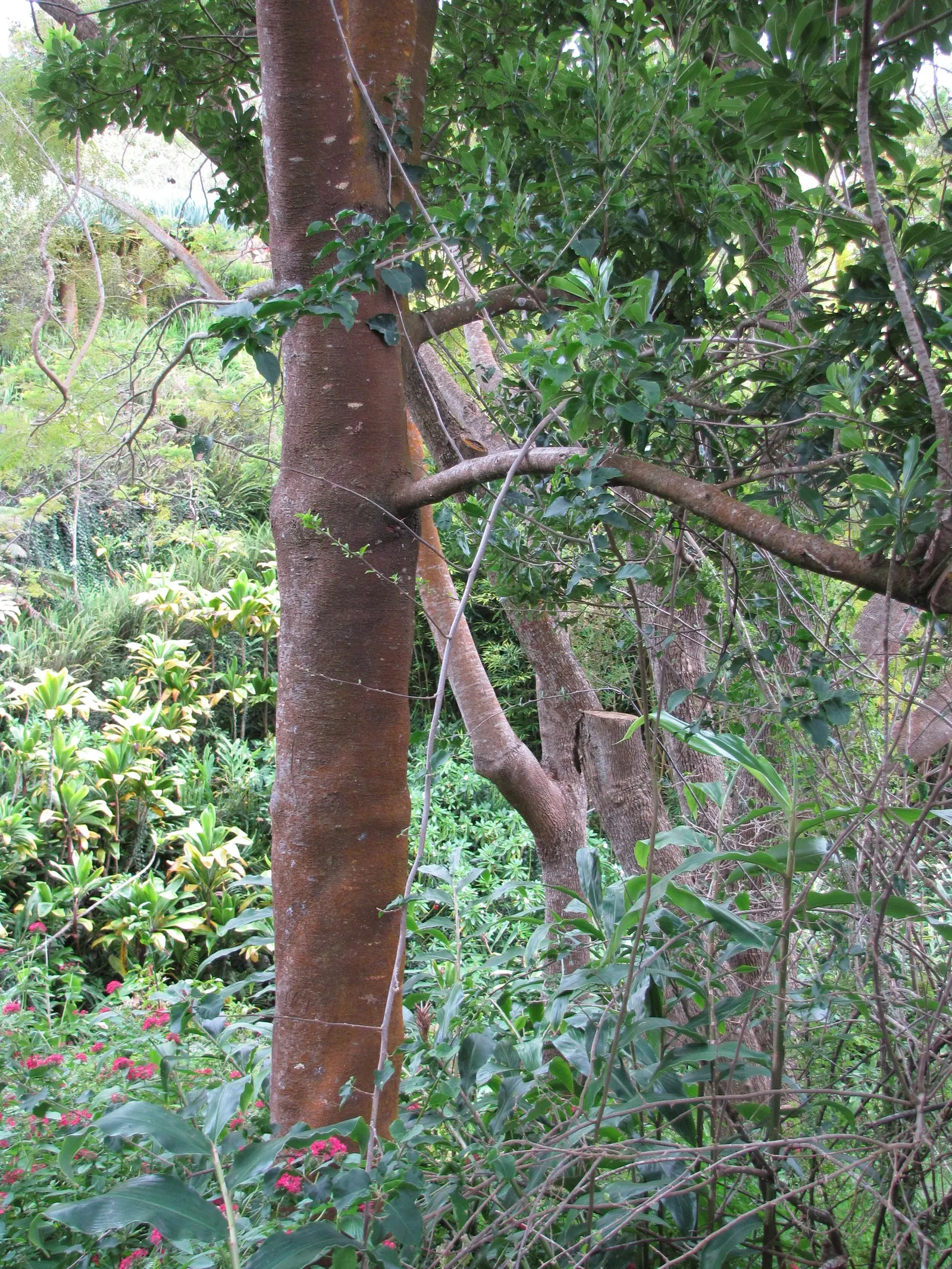 Cheesewood (Pittosporum Viridiflorum) — making it an excellent choice for both private gardens and public landscapes; is renowned for its, image 165