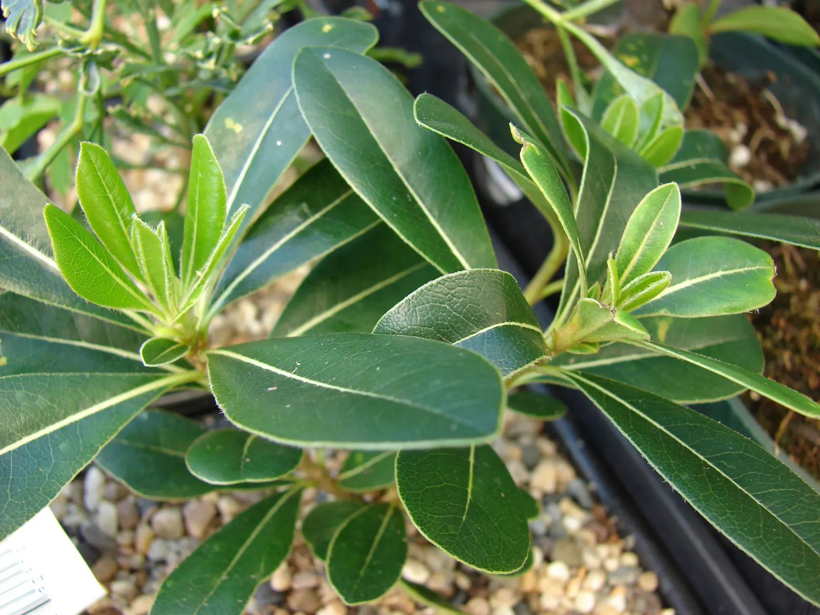 Cheesewood (Pittosporum Viridiflorum) — The trunk and branches form a pleasing; its dense, glossy green foliage and small, fragrant yellow-green flowers add