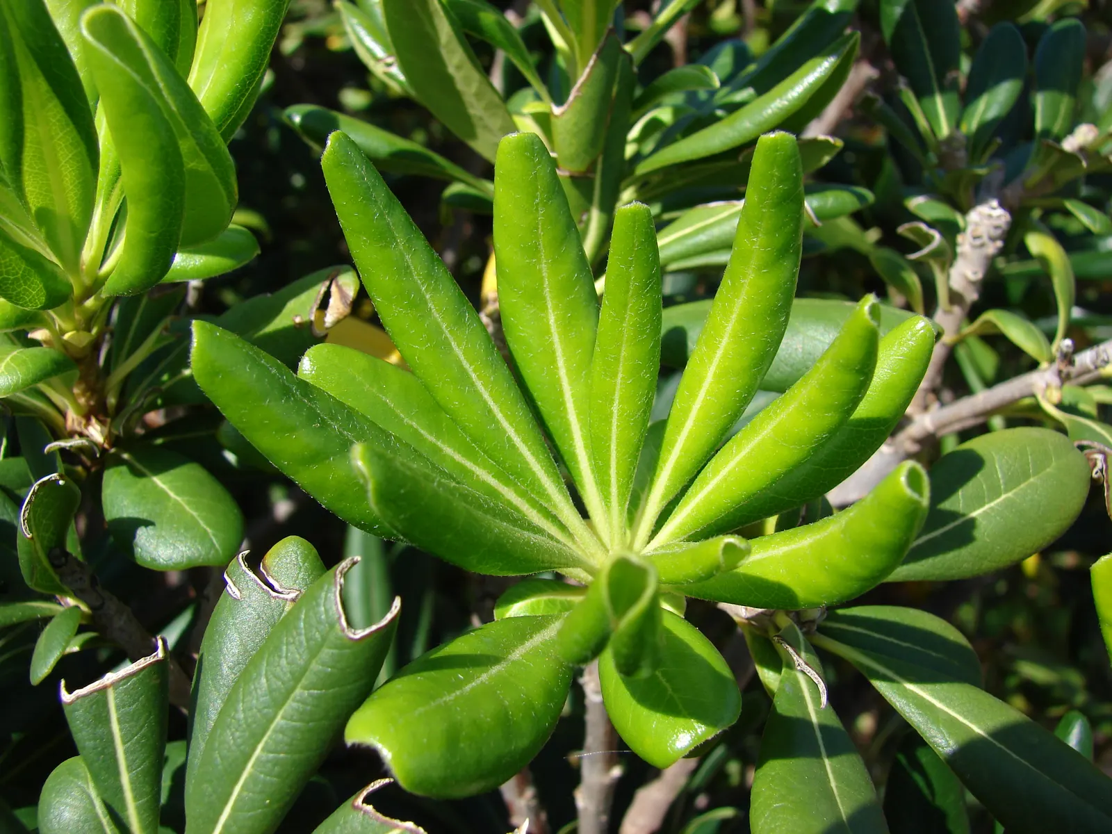 Cheesewood (Pittosporum Viridiflorum) — shrub with white blooms; and are followed by yellow