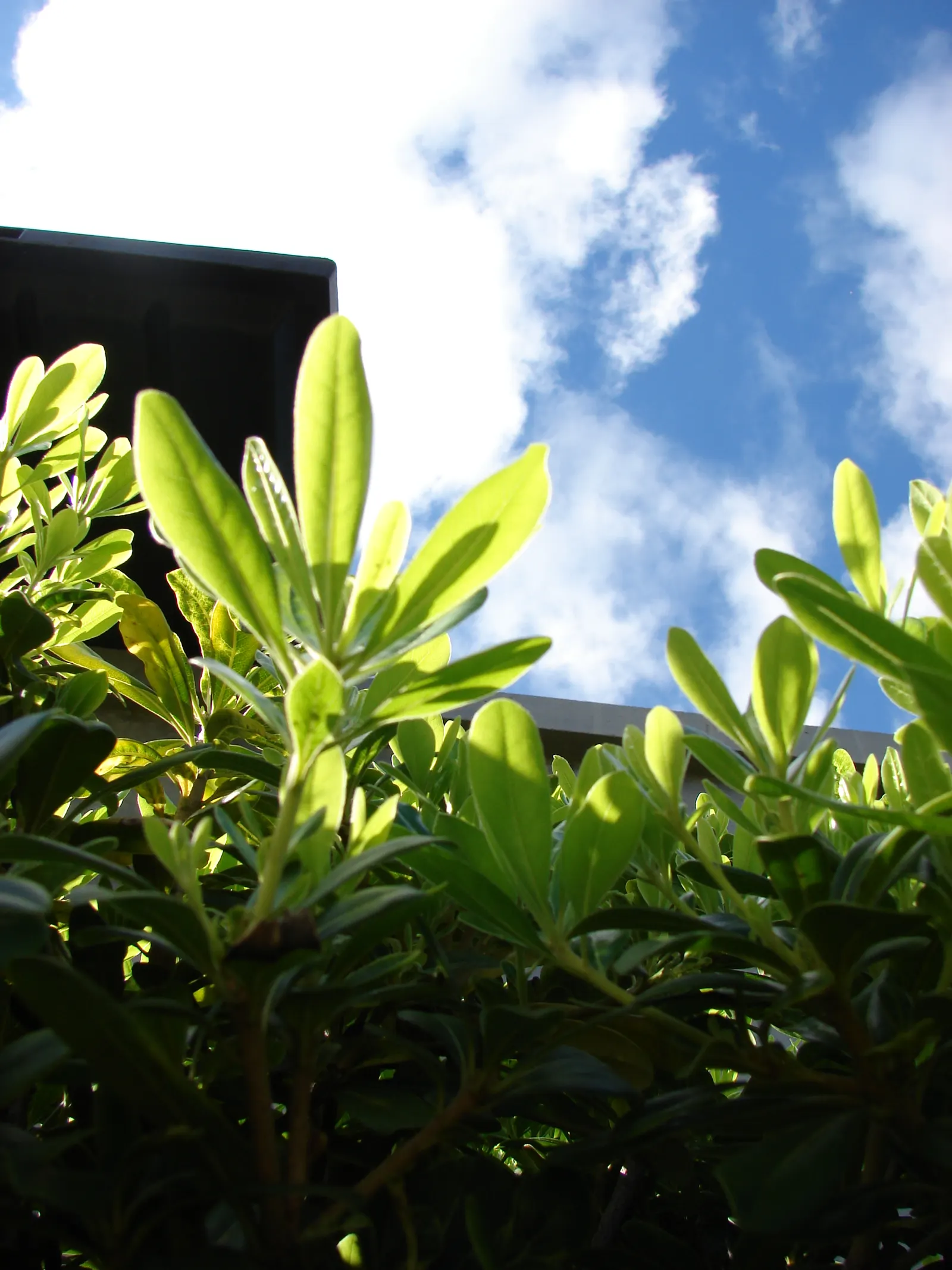 Cheesewood (Pittosporum Viridiflorum) — and are followed by yellow; ideal for screens and hedges, its compact growth habit requires minimal pruning, image 94