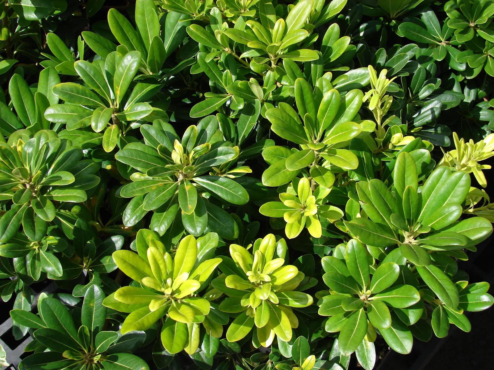 Cheesewood (Pittosporum Viridiflorum) — white flowers in the garden; making it an excellent choice for both private gardens and public landscapes