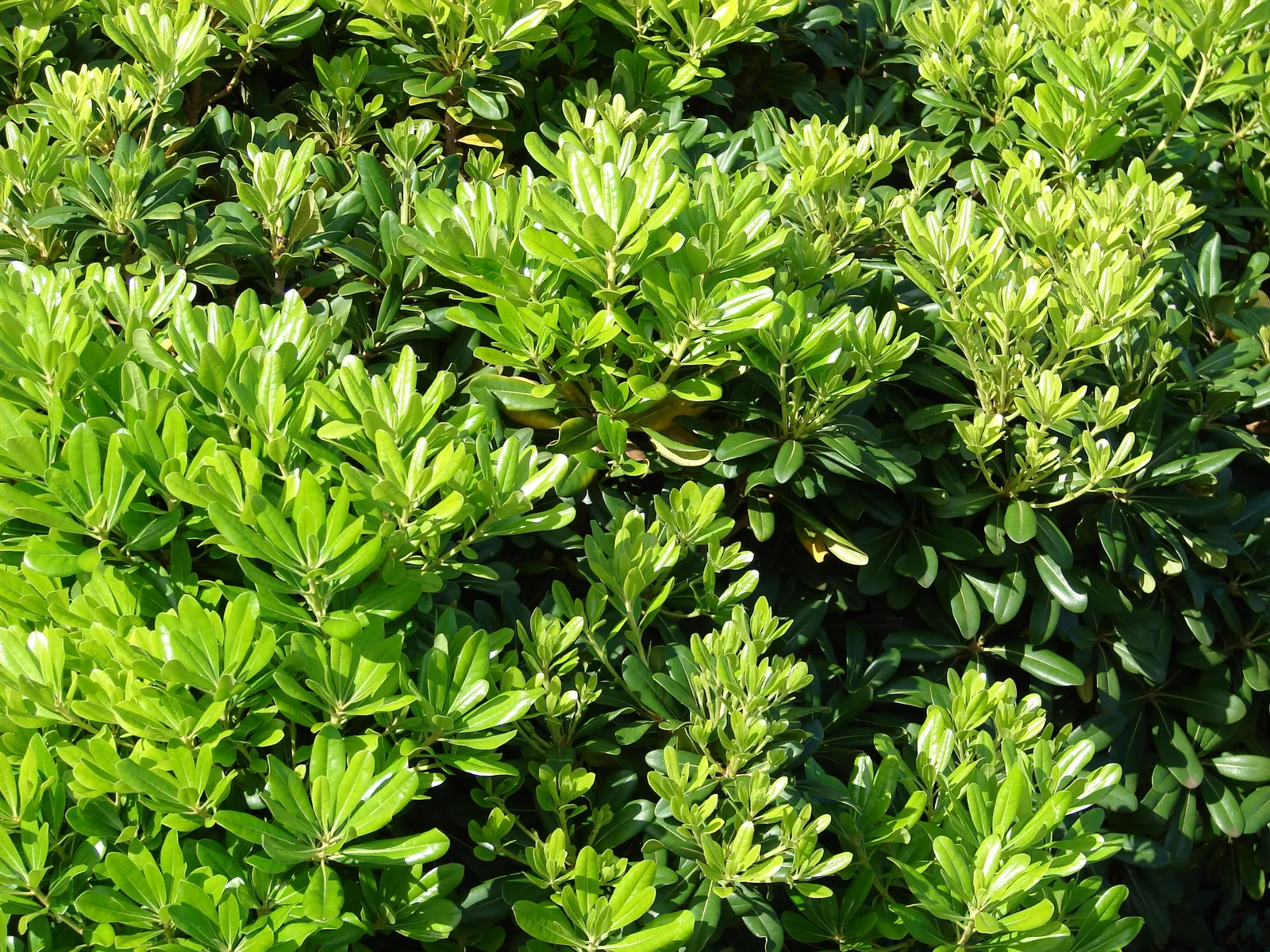 Cheesewood (Pittosporum Viridiflorum) — Its dense, glossy green foliage and small, fragrant yellow-green flowers add texture and aroma to landscapes; given its