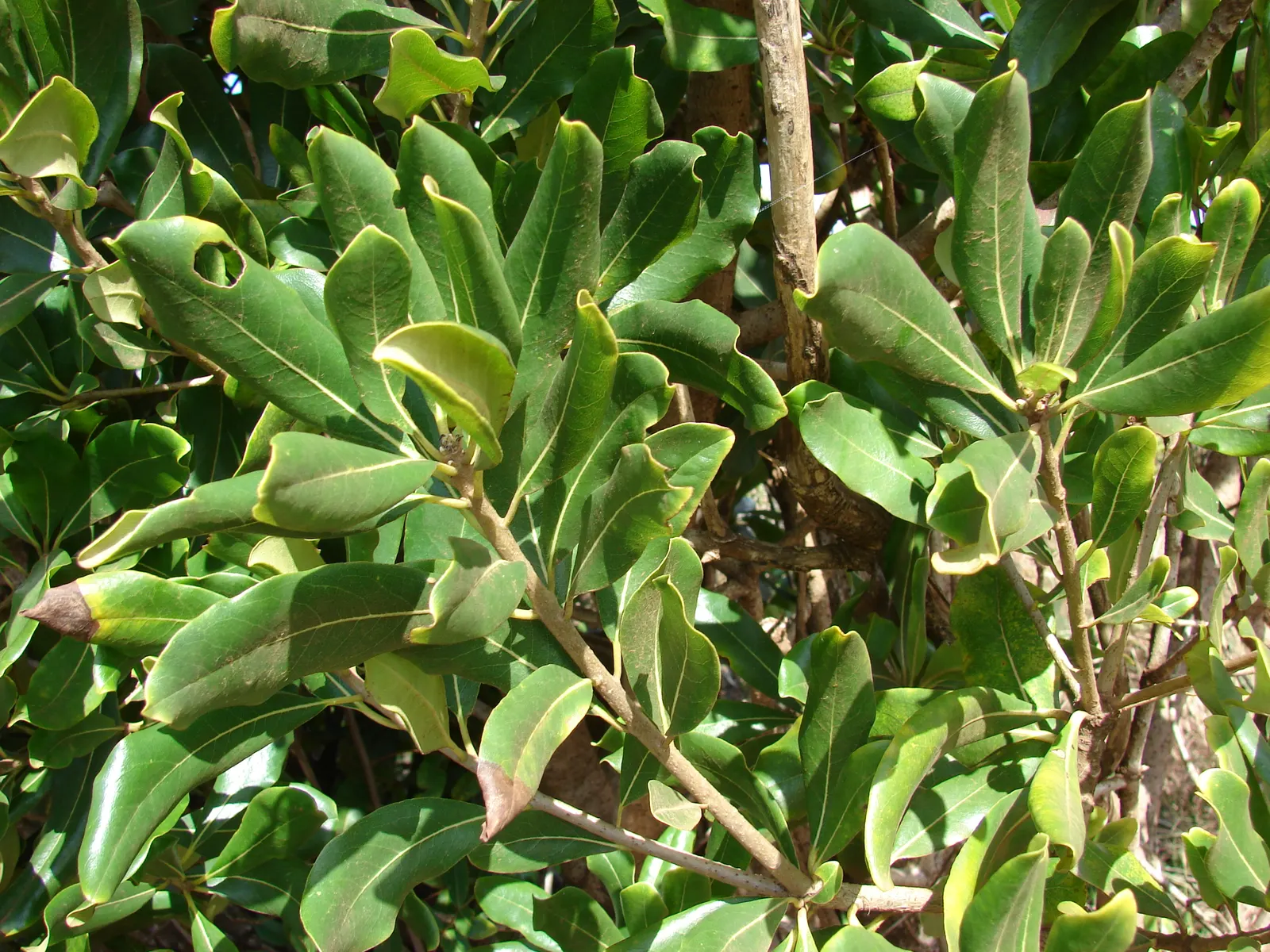 Cheesewood (Pittosporum Viridiflorum) — Ideal for screens and hedges, its compact growth habit requires minimal pruning; hardy and low-maintenance, image 161
