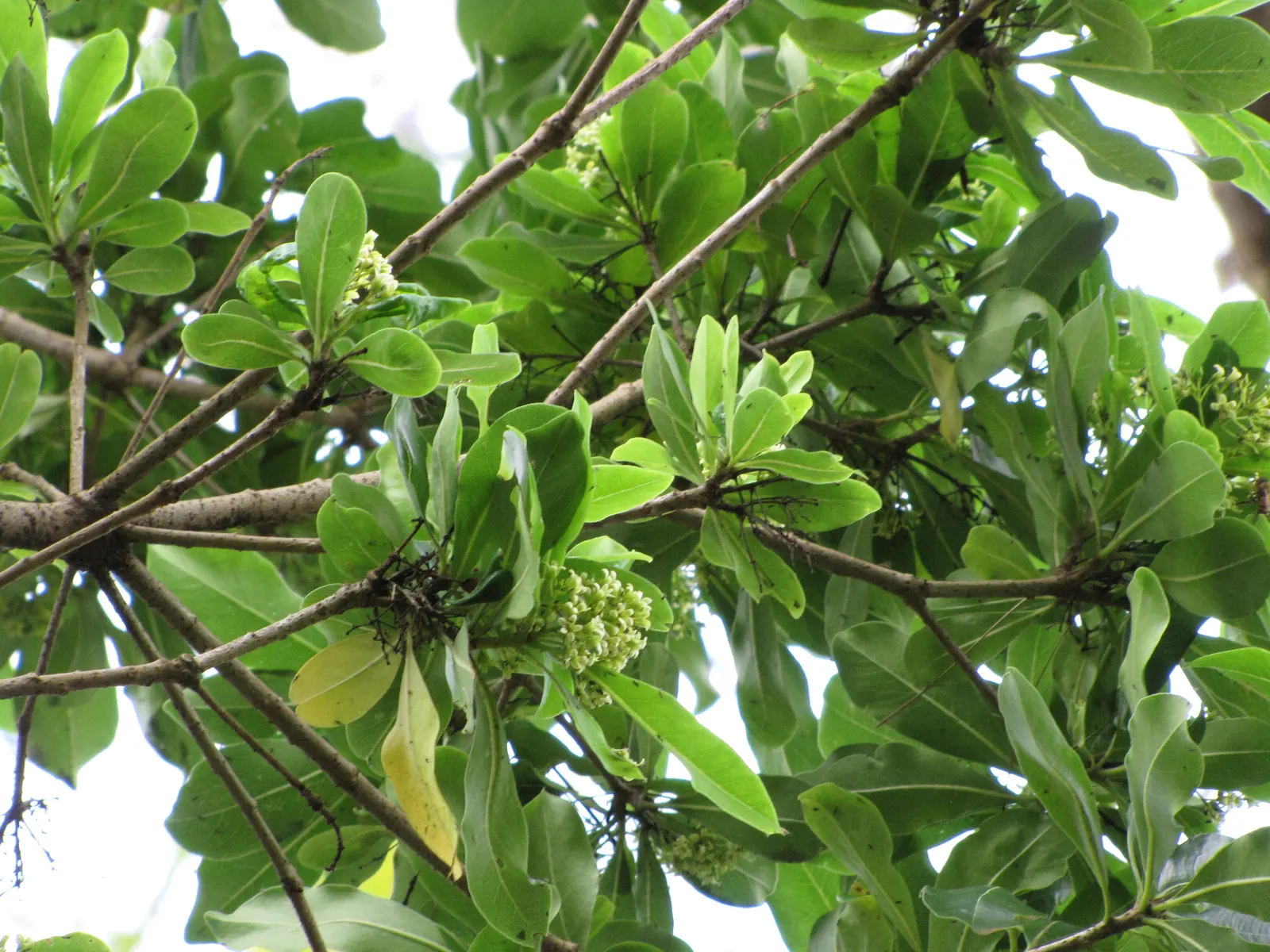 Cheesewood (Pittosporum Viridiflorum) — nestled among the foliage; white flowers in the garden, image 145