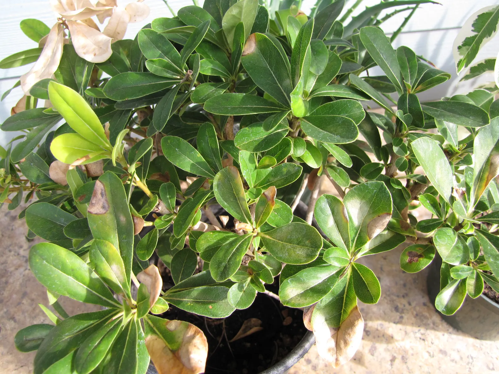 Cheesewood (Pittosporum Viridiflorum) — and mildly fragrant flowers; glossy green leaves that are typically about 1.5 to 4 inches long and 0.6 to, image 65