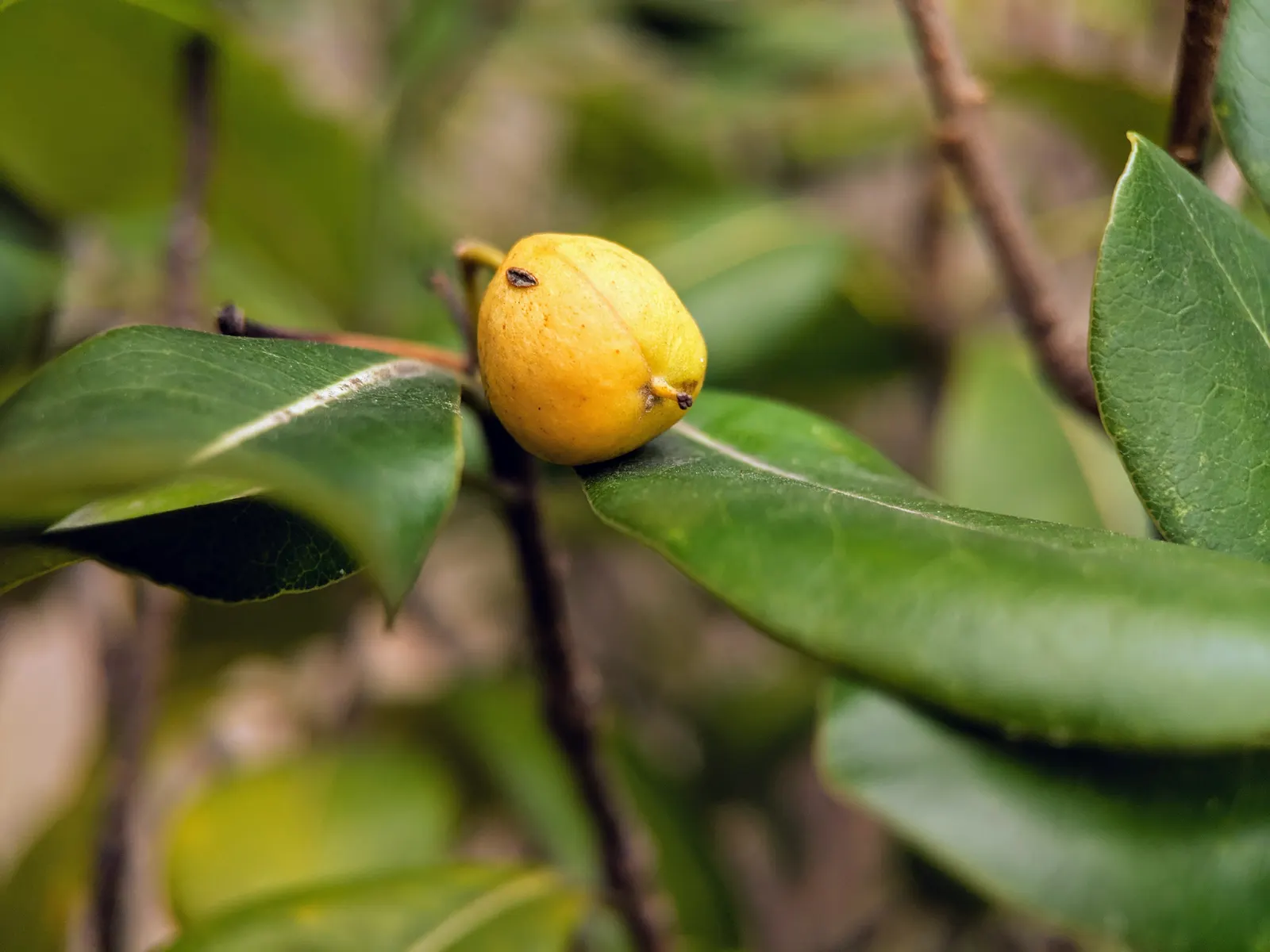 Cheesewood (Pittosporum Viridiflorum) — commonly referred to as Cheesewood; typically around 10 to 15 feet