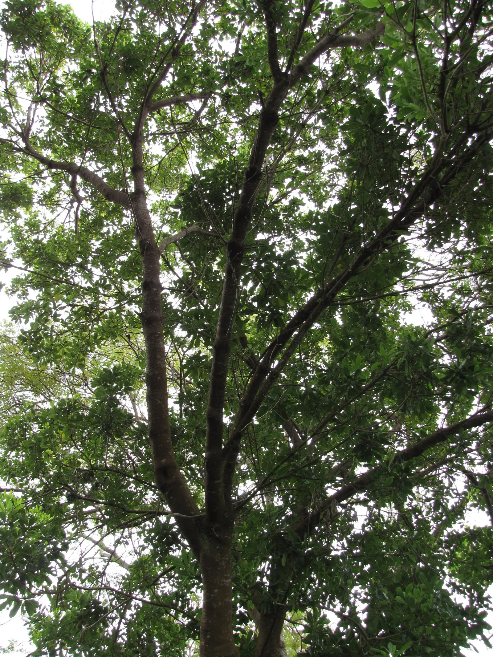 Cheesewood (Pittosporum Viridiflorum) — and mildly fragrant flowers; glossy green leaves that are typically about 1.5 to 4 inches long and 0.6 to, image 169