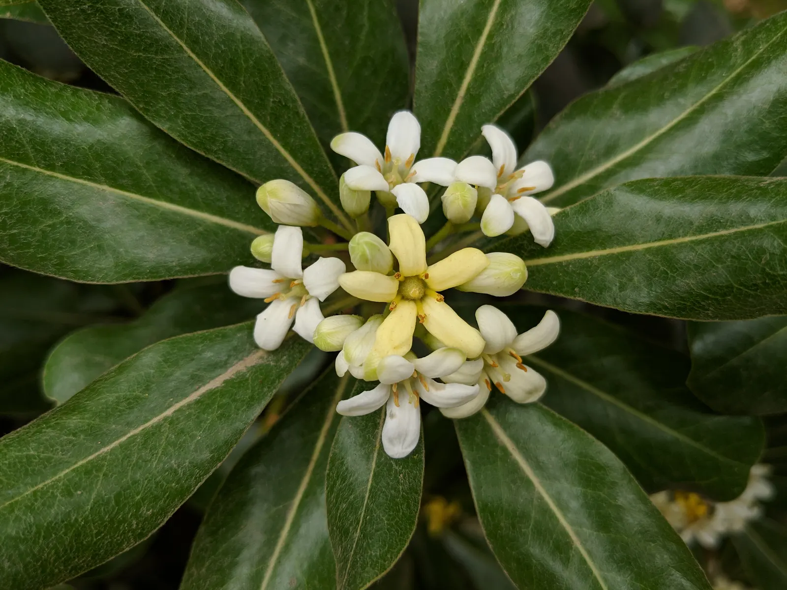 Cheesewood (Pittosporum Viridiflorum) — making it an excellent choice for both private gardens and public landscapes; is renowned for its ornamental beauty and