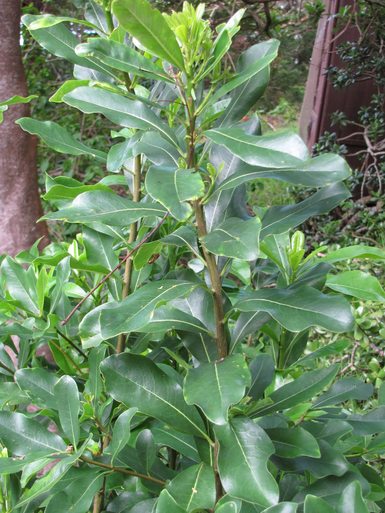 Cheesewood (Pittosporum Viridiflorum) — ensure to provide sufficient spacing from other plants; shrub for full, image 149