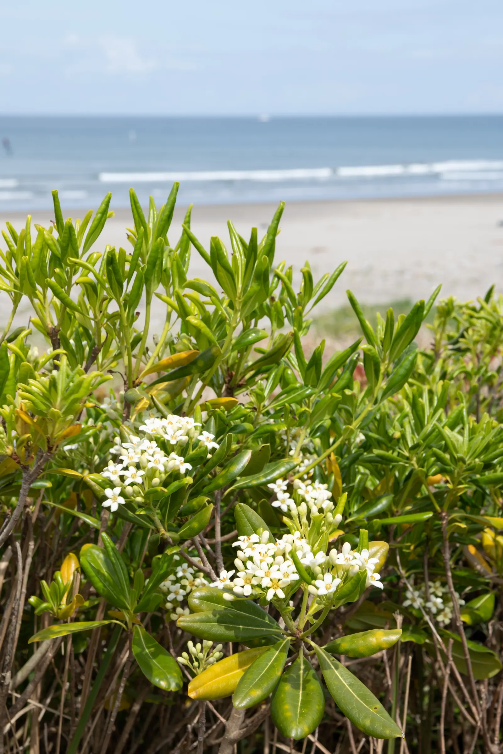 Cheesewood (Pittosporum Viridiflorum) — to accommodate its mature spread and height; these blossoms are a subtle addition