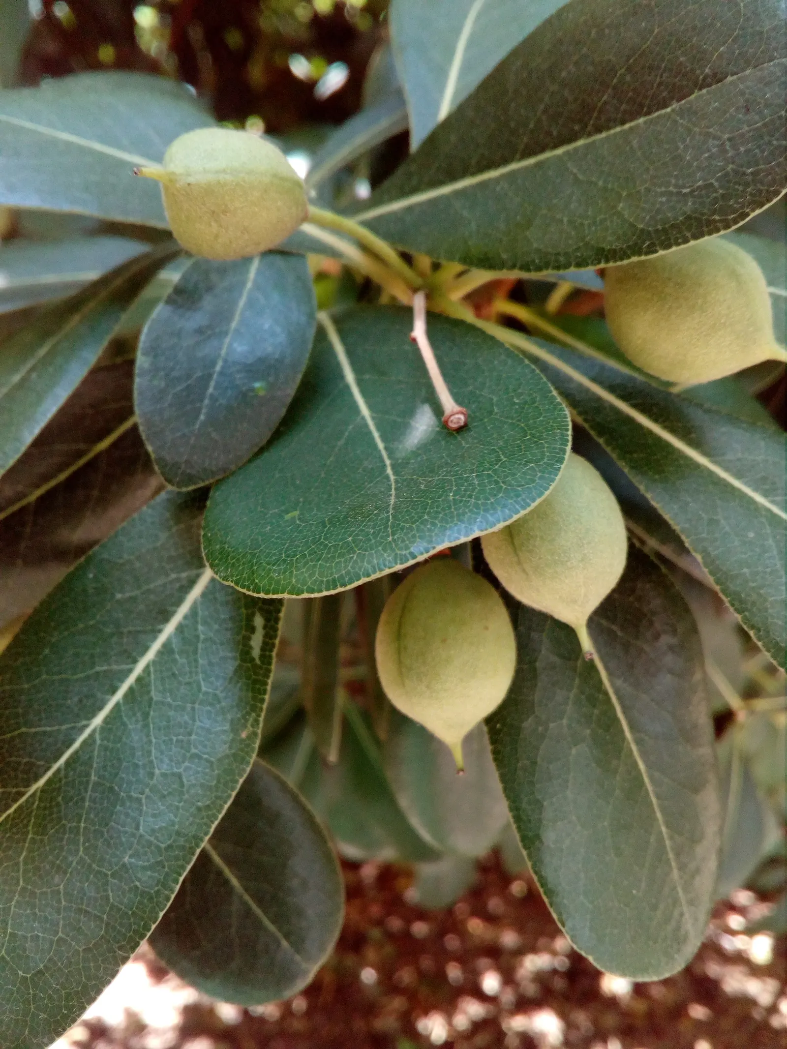 Cheesewood (Pittosporum Viridiflorum) — Gardeners will also appreciate that Cheesewood responds well to pruning; to accommodate its mature spread, image 74