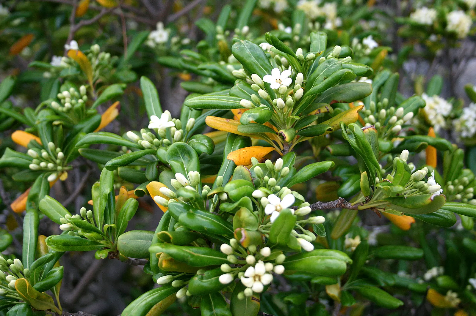Cheesewood (Pittosporum Viridiflorum) — is a versatile evergreen shrub that reaches up to 15 feet in height; its growth rate is moderate, and it, image 80