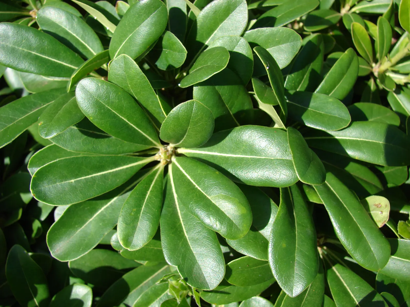 Cheesewood (Pittosporum Viridiflorum) — and are followed by yellow