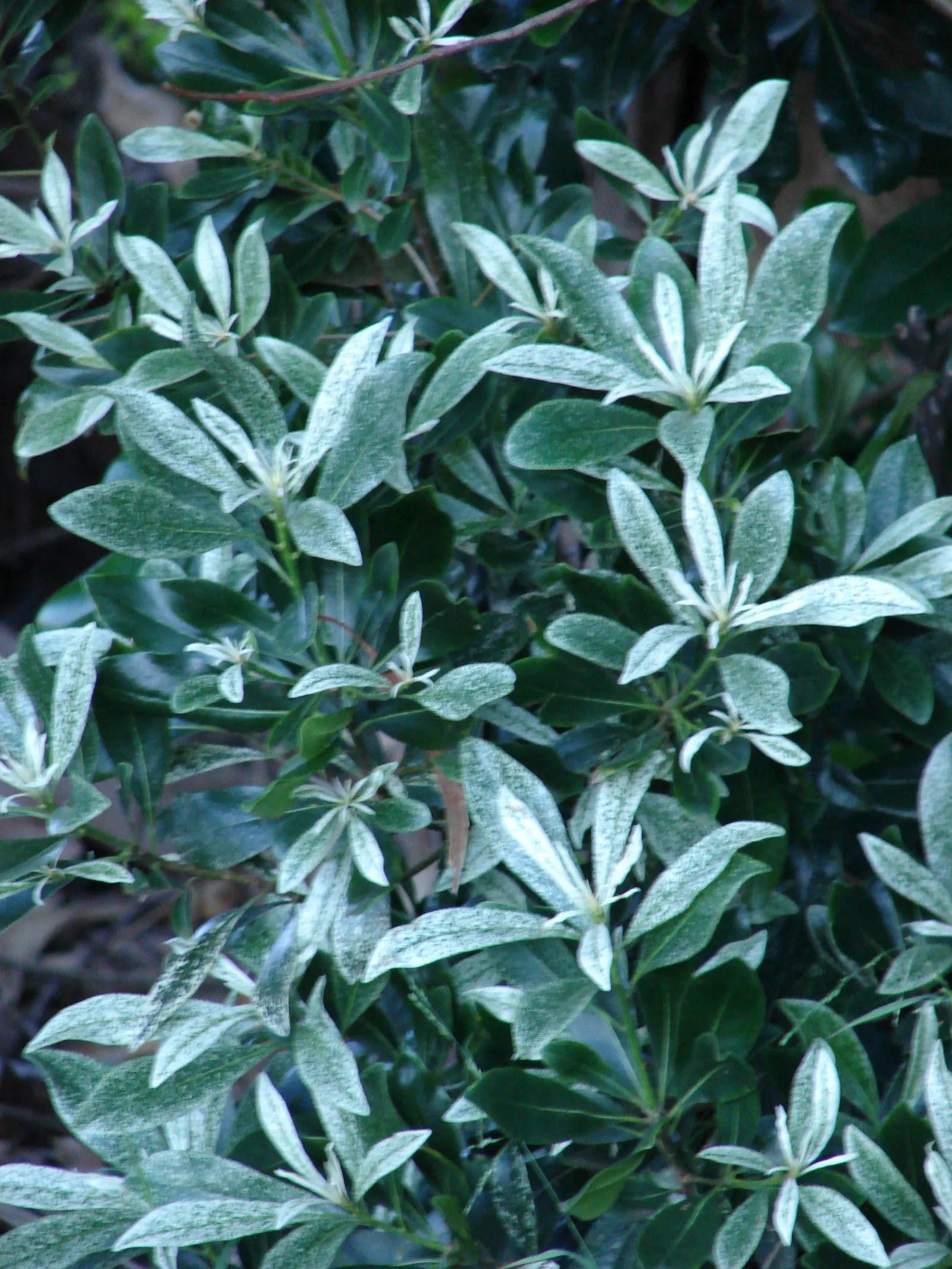Cheesewood (Pittosporum Viridiflorum) — is a versatile evergreen shrub that reaches up to 15 feet in height