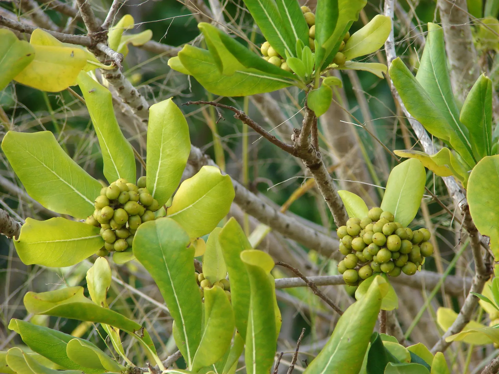 Cheesewood (Pittosporum Viridiflorum) — and mildly fragrant flowers; glossy green leaves that are typically about 1.5 to 4 inches long and 0.6 to, image 143