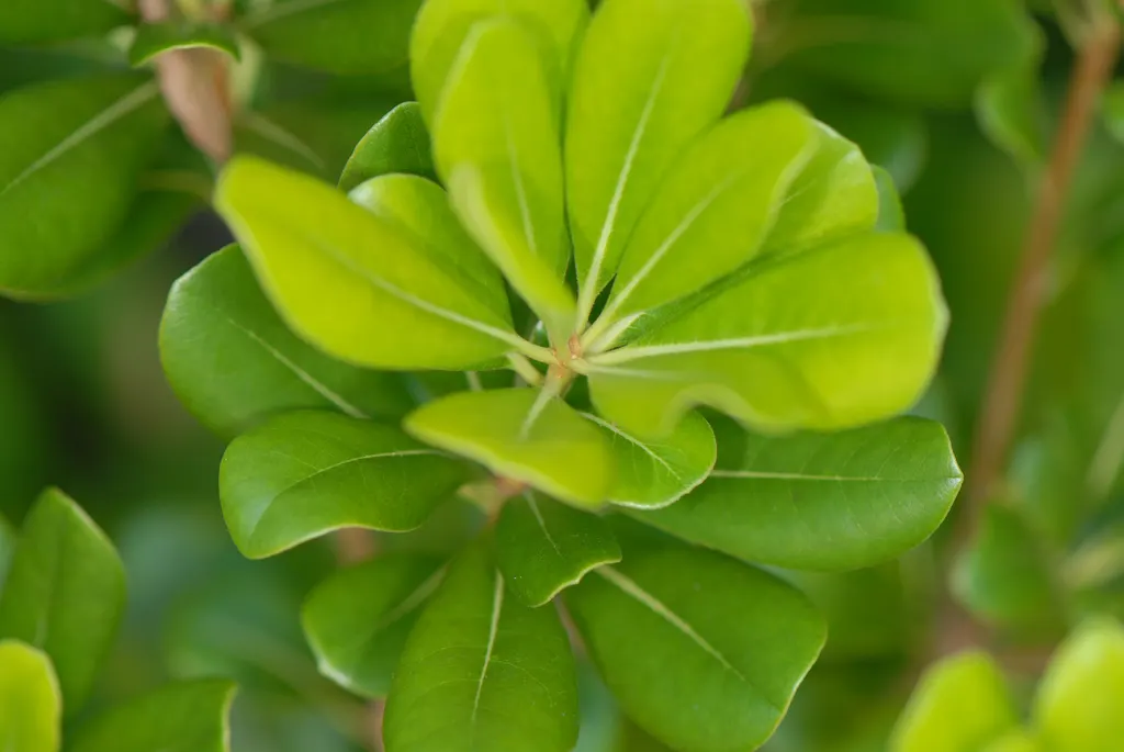 Cheesewood (Pittosporum Viridiflorum) — commonly known as Cheesewood; thriving in USDA zones 9-11, it prefers well-drained soil and can tolerate, image 79