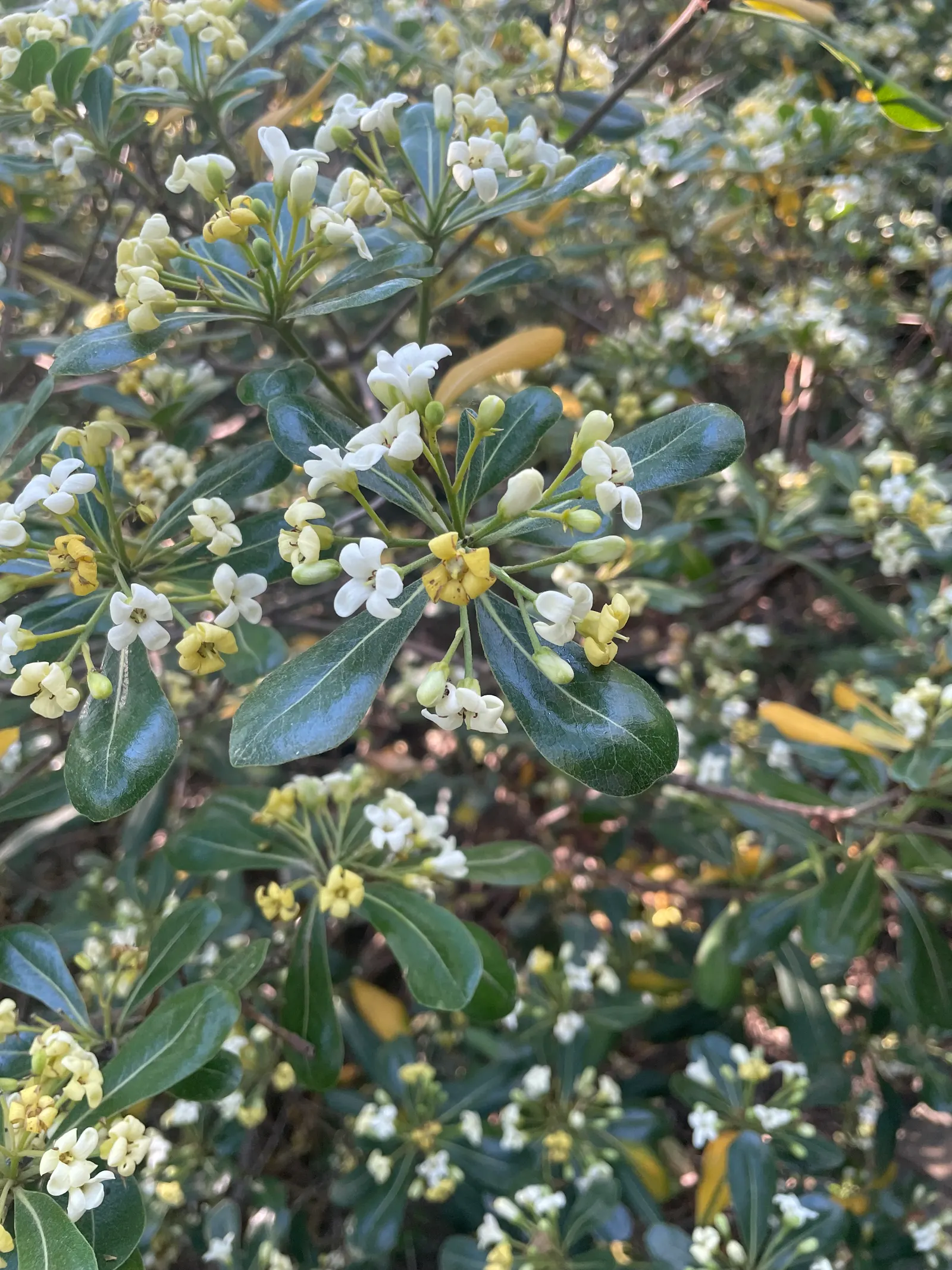 Cheesewood (Pittosporum Viridiflorum) — white flowers in the garden; making it an excellent choice for both private gardens and public landscapes, image 76