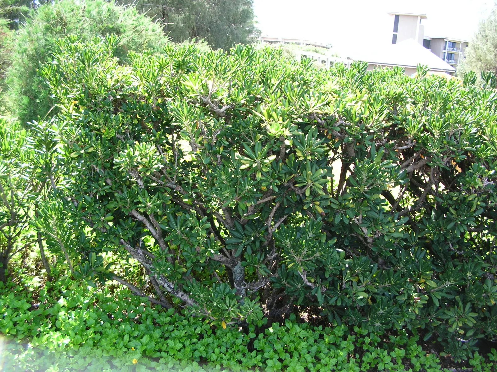 Cheesewood (Pittosporum Viridiflorum) — nestled among the foliage