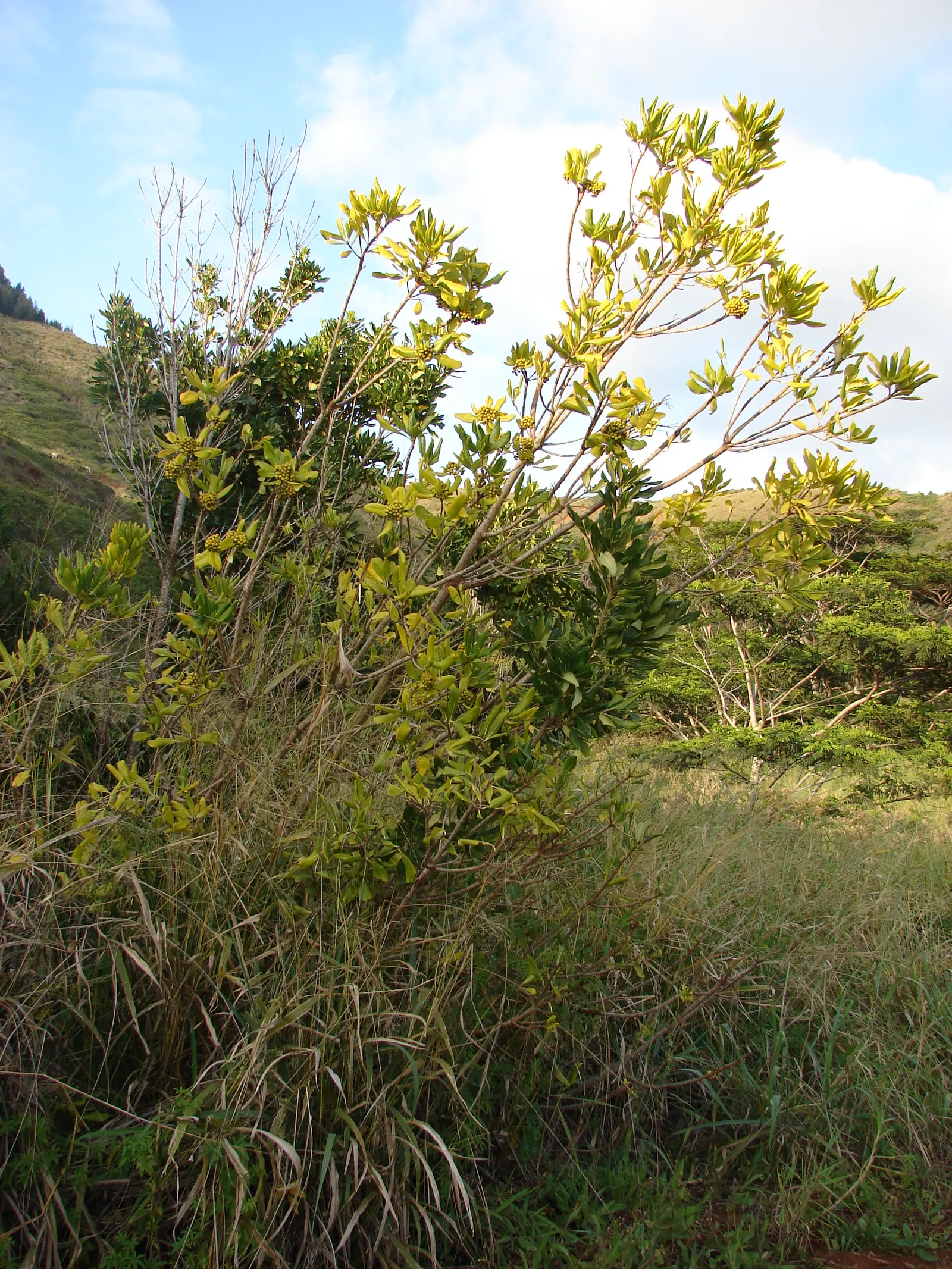 Cheesewood (Pittosporum Viridiflorum) — The trunk and branches form a pleasing; its dense, glossy green foliage and small, fragrant yellow-green, image 168