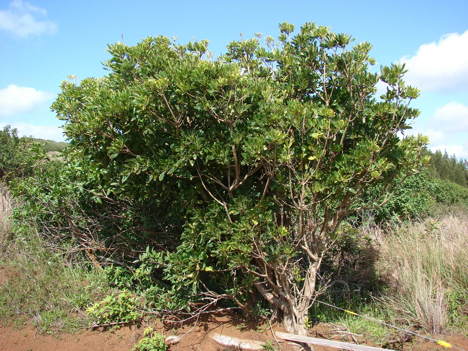 Cheesewood (Pittosporum Viridiflorum) — Hardy and low-maintenance, it's a superb choice for varied designs; and mildly fragrant flowers, image 162