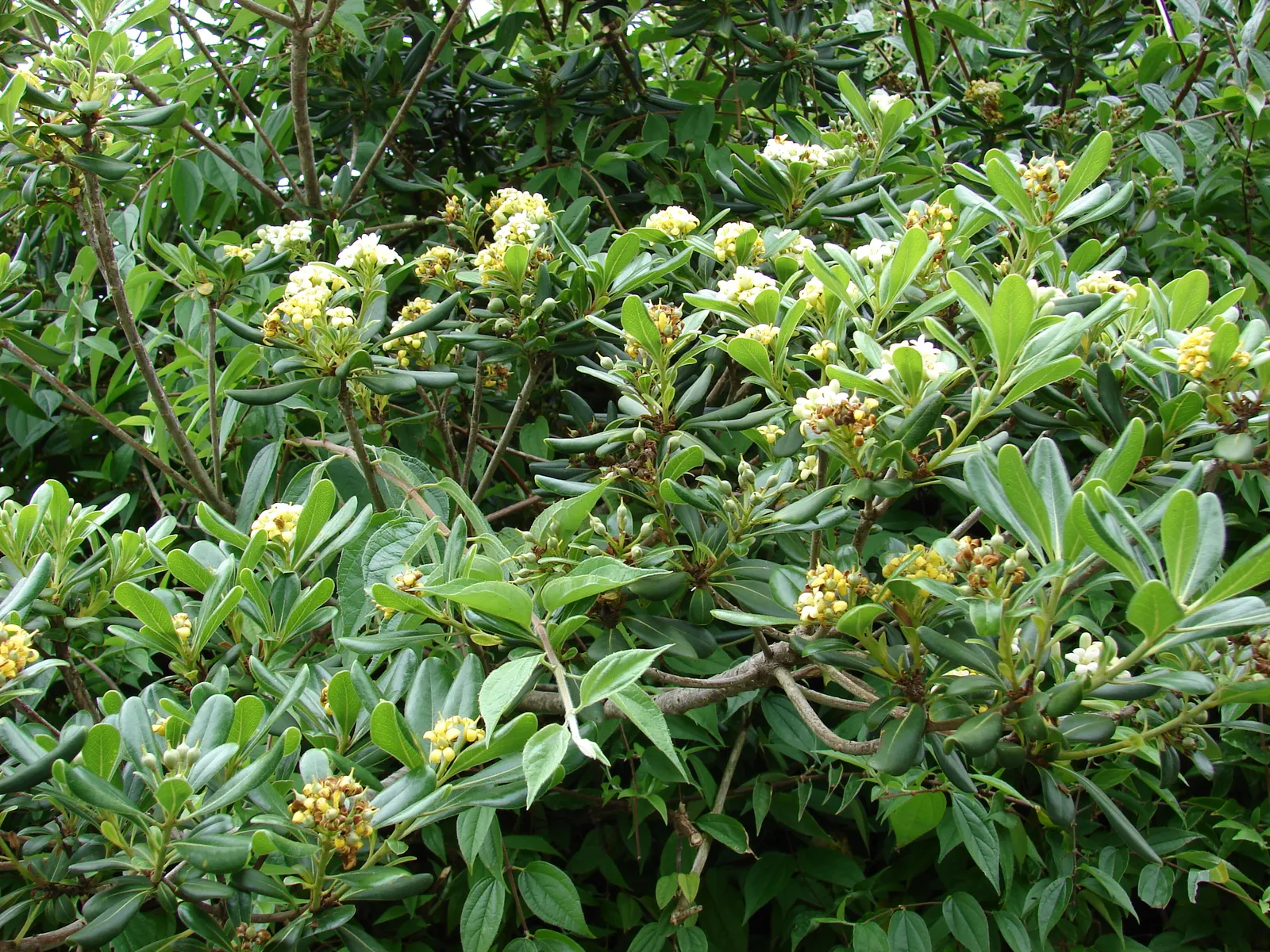 Cheesewood (Pittosporum Viridiflorum) — commonly known as Cheesewood; thriving in USDA zones 9-11, it prefers well-drained soil and can tolerate partial shade