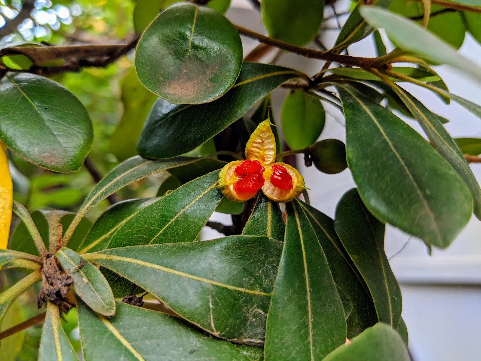 Cheesewood (Pittosporum Viridiflorum) — allowing for the maintenance of desired shapes and sizes within the landscape design; is a versatile evergreen shrub