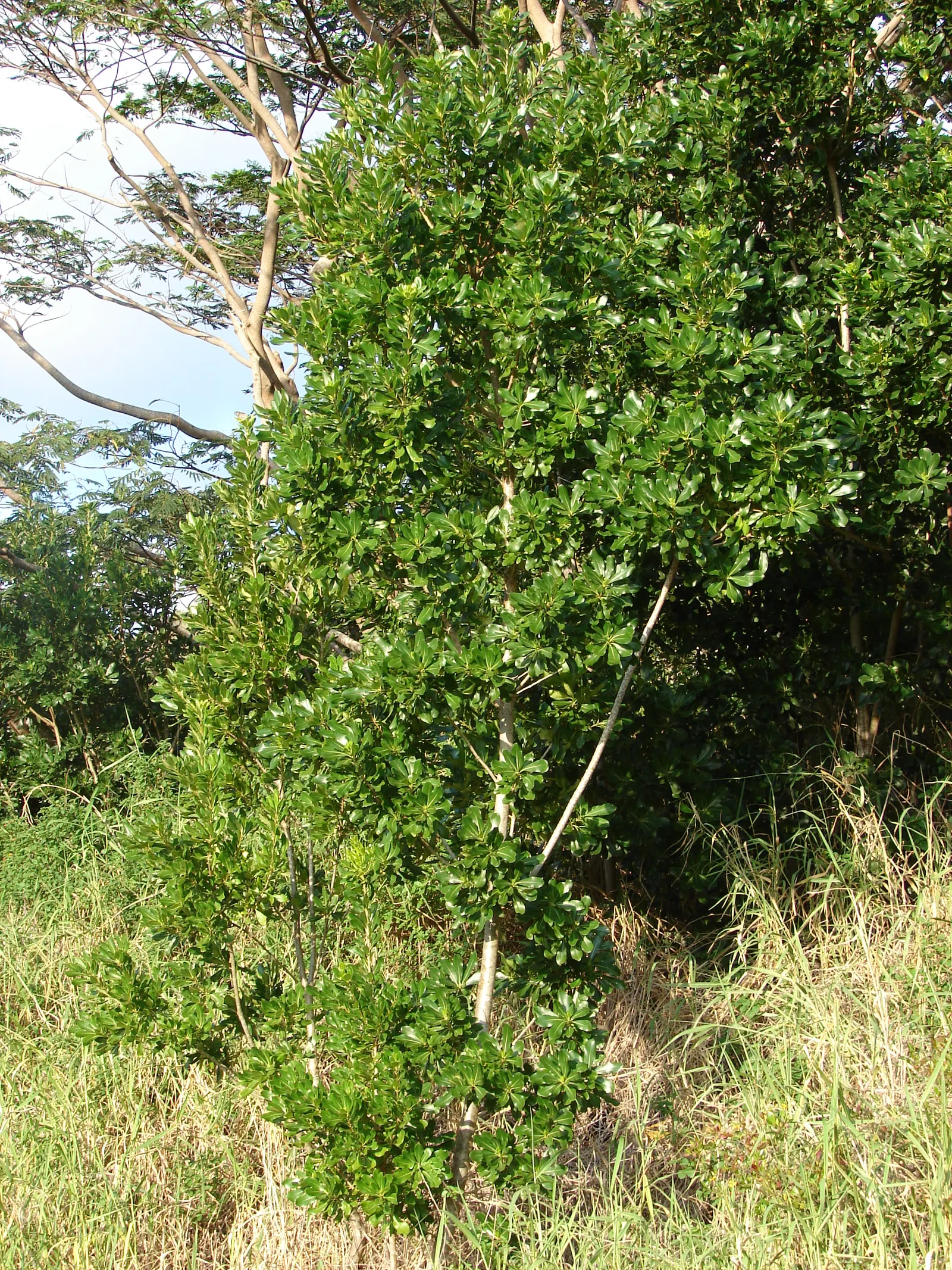 Cheesewood (Pittosporum Viridiflorum) — allowing for the maintenance of desired shapes and sizes within the landscape design; is a versatile, image 153