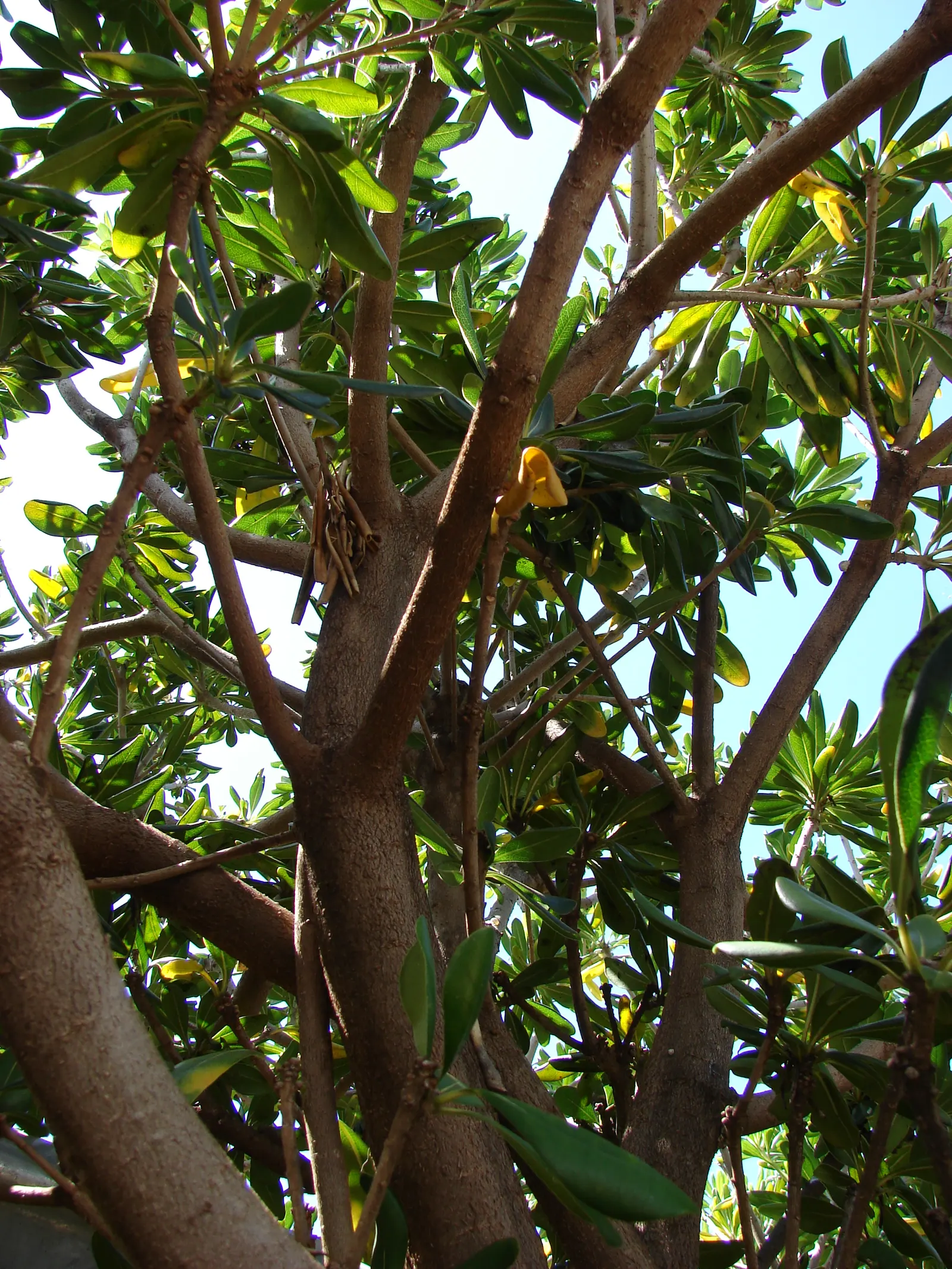 Cheesewood (Pittosporum Viridiflorum) — Gardeners will also appreciate that Cheesewood responds well to pruning