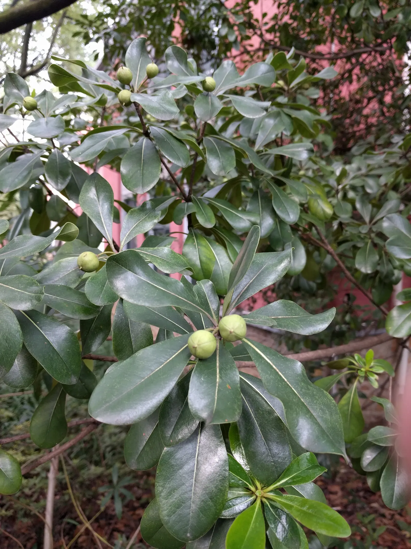 Cheesewood (Pittosporum Viridiflorum) — commonly known as Cheesewood; thriving in USDA zones 9-11, it prefers well-drained soil and can tolerate, image 53