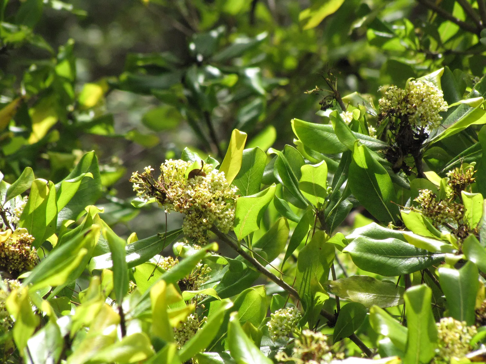 Cheesewood (Pittosporum Viridiflorum) — is renowned for its ornamental beauty and adaptability; commonly known as Cheesewood, image 164