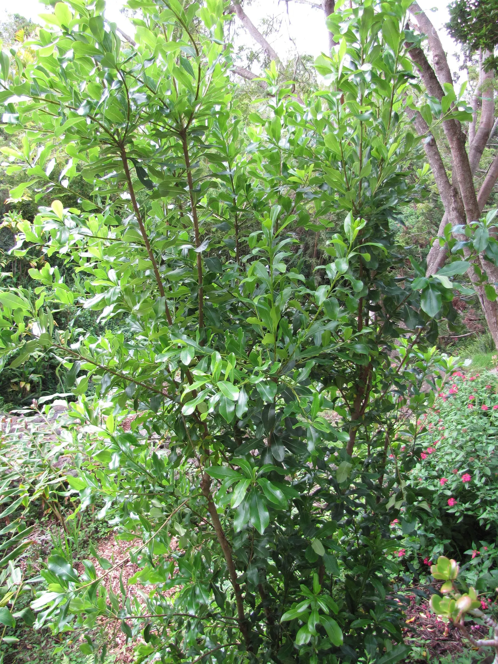 Cheesewood (Pittosporum Viridiflorum) — commonly known as Cheesewood; thriving in USDA zones 9-11, it prefers well-drained soil and can tolerate, image 157