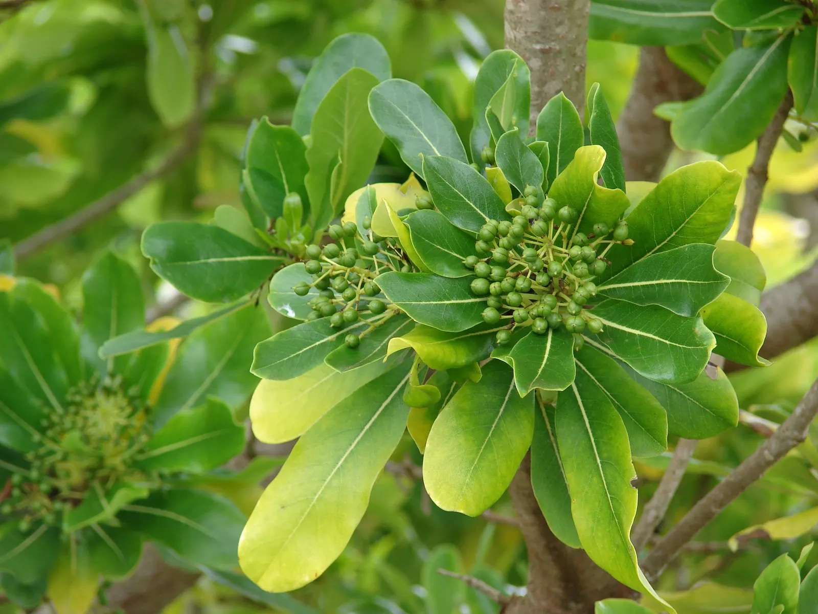 Cheesewood (Pittosporum Viridiflorum) — It's a versatile plant that can be used as a standalone specimen or grouped as a hedge or screen; the trunk, image 173