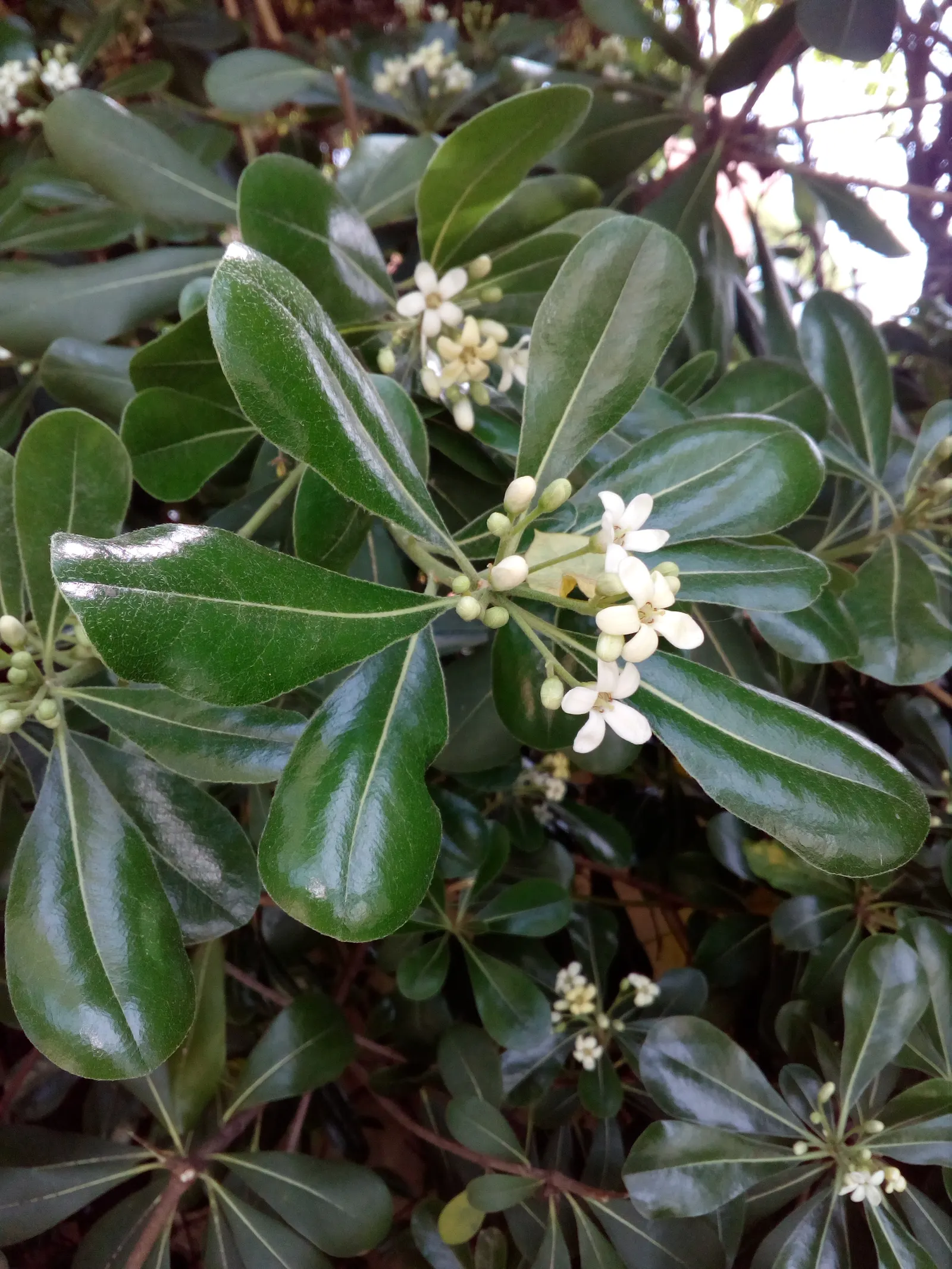 Cheesewood (Pittosporum Viridiflorum) — shrub for full; allowing for the maintenance of desired shapes and sizes within the landscape design, image 78