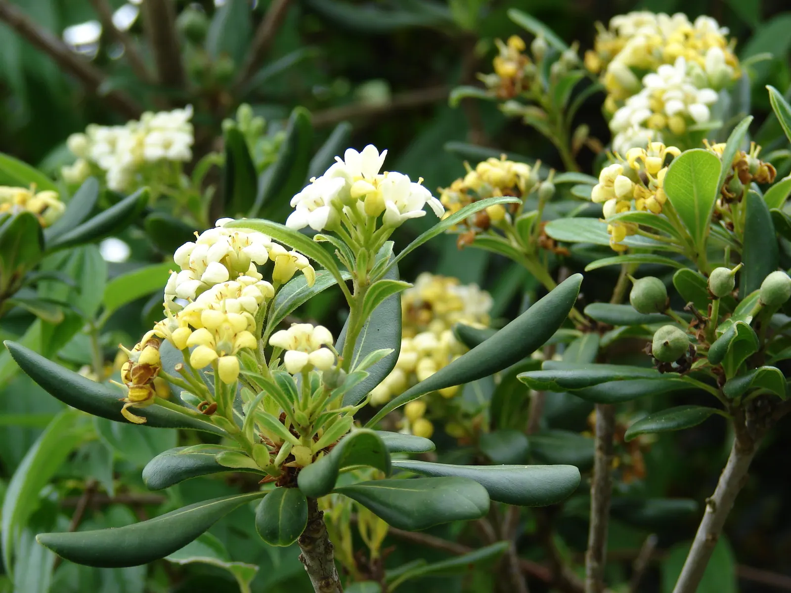 Cheesewood (Pittosporum Viridiflorum) — Its growth rate is moderate, and it thrives in USDA hardiness zones 10 to 11