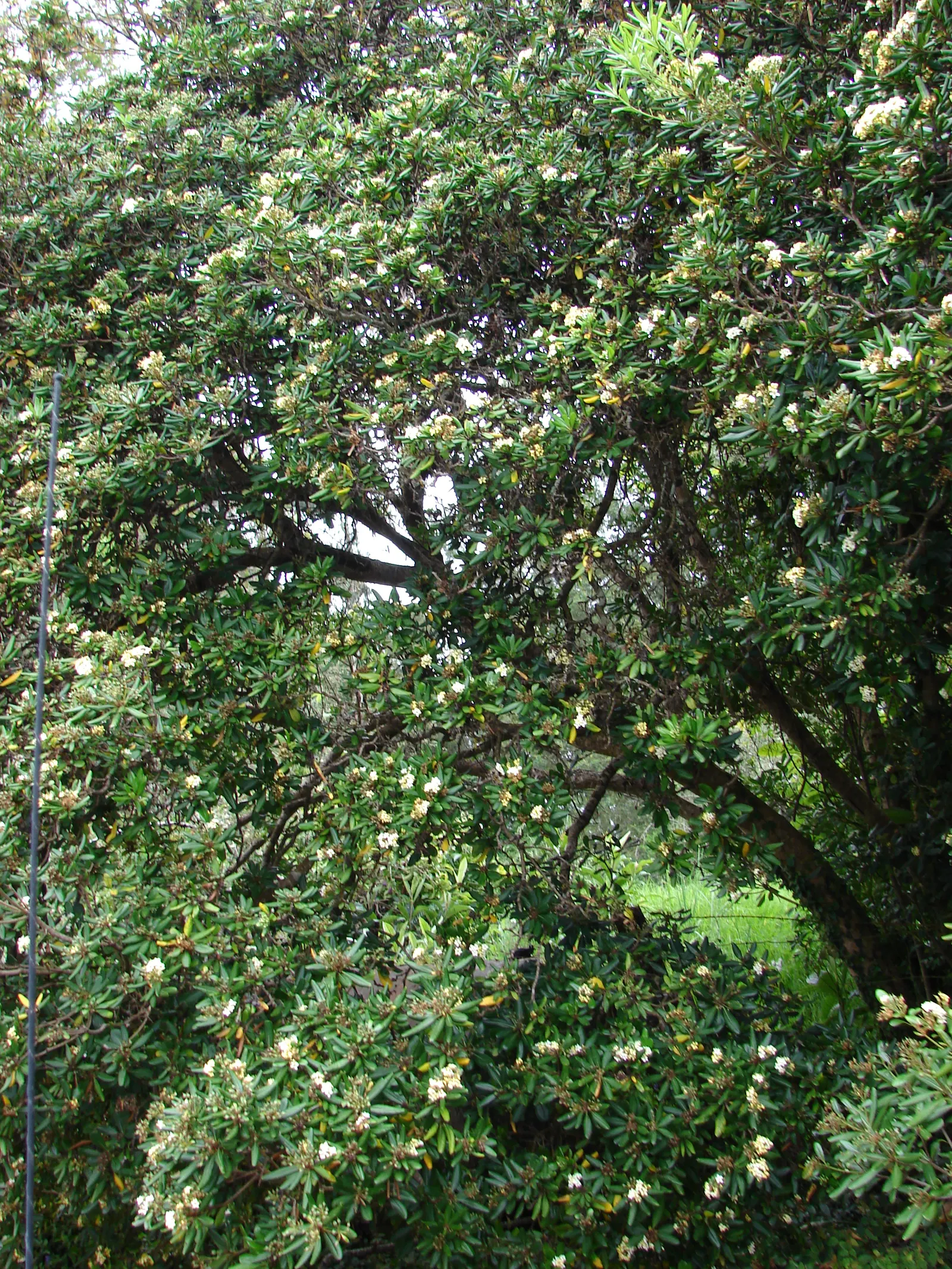 Cheesewood (Pittosporum Viridiflorum) — It's a versatile plant that can be used as a standalone specimen or grouped as a hedge or screen; the trunk, image 69