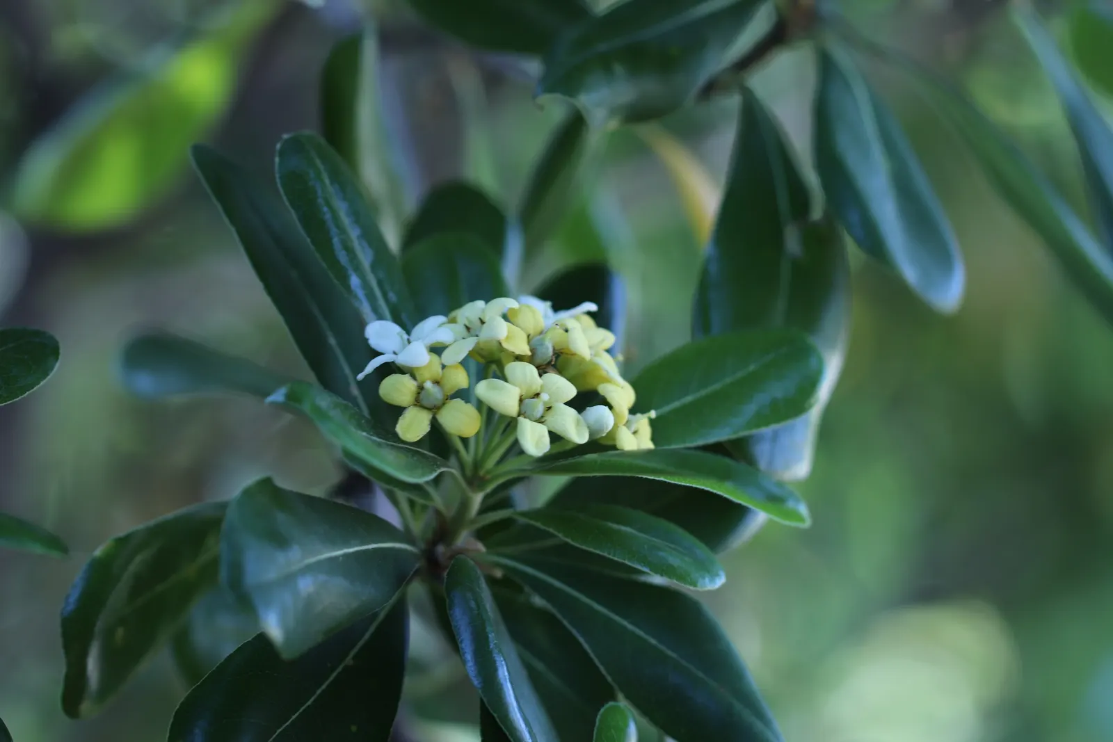 Cheesewood (Pittosporum Viridiflorum) — These blossoms are a subtle addition; it's a versatile plant that can be used as a standalone specimen or, image 92