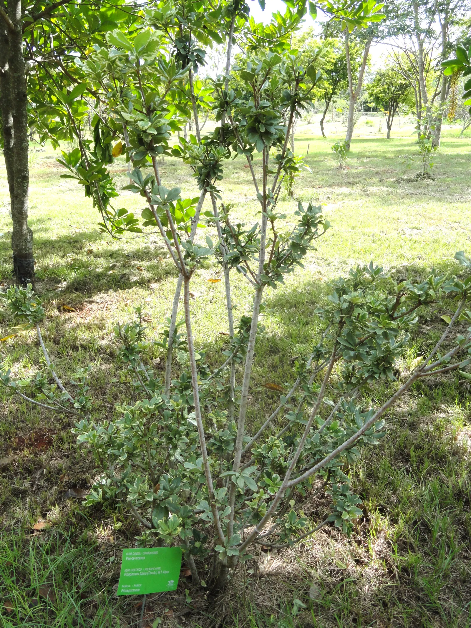 Cheesewood (Pittosporum Viridiflorum) — white flowers in the garden; making it an excellent choice for both private gardens and public landscapes, image 102