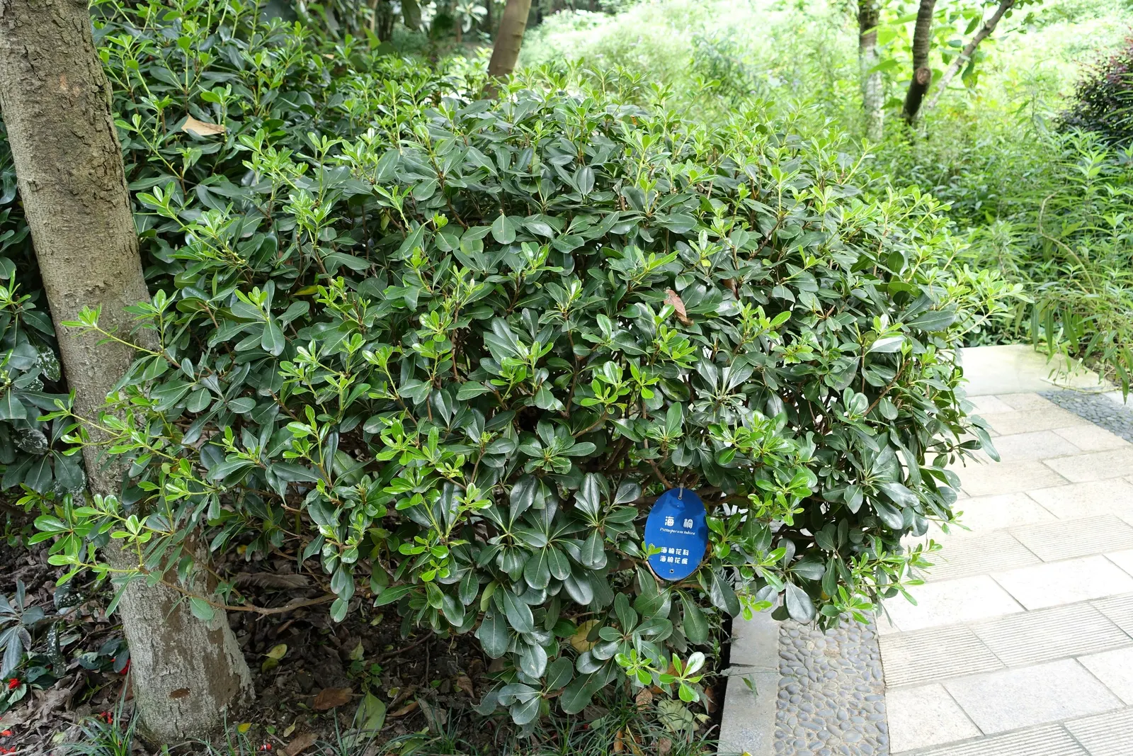 Cheesewood (Pittosporum Viridiflorum) — Thriving in USDA zones 9-11, it prefers well-drained soil and can tolerate partial shade; shrub with white, image 56