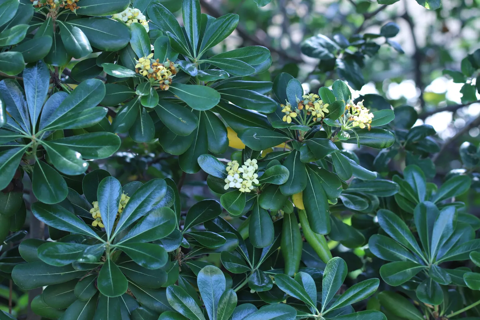 Cheesewood (Pittosporum Viridiflorum) — Gardeners will also appreciate that Cheesewood responds well to pruning; to accommodate its mature spread, image 100